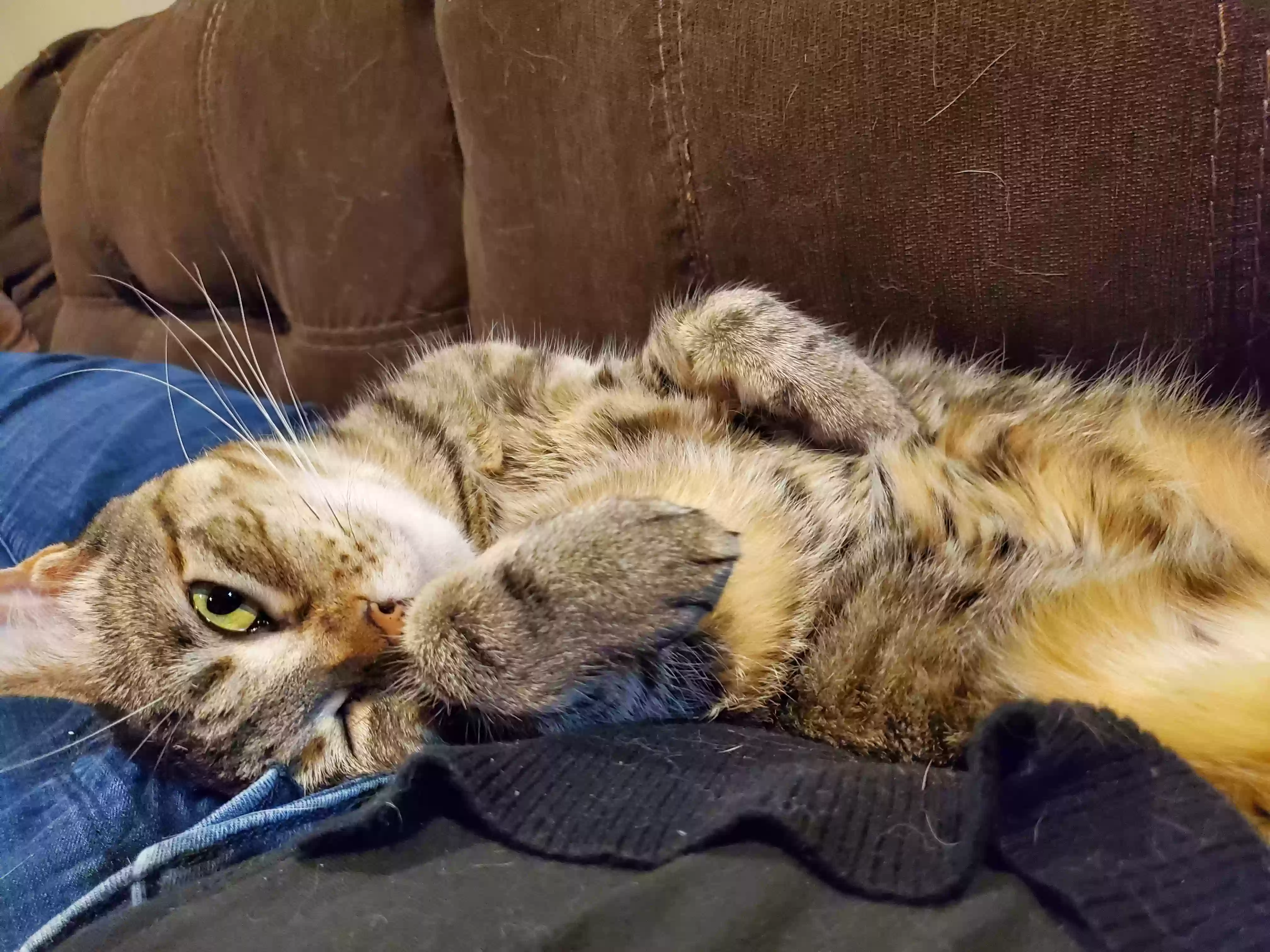 adoptable Cat in Aurora,IL named Octavia