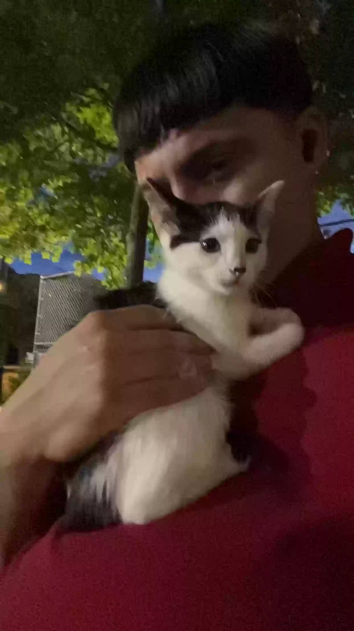 adoptable Cat in Chicago,IL named Mia