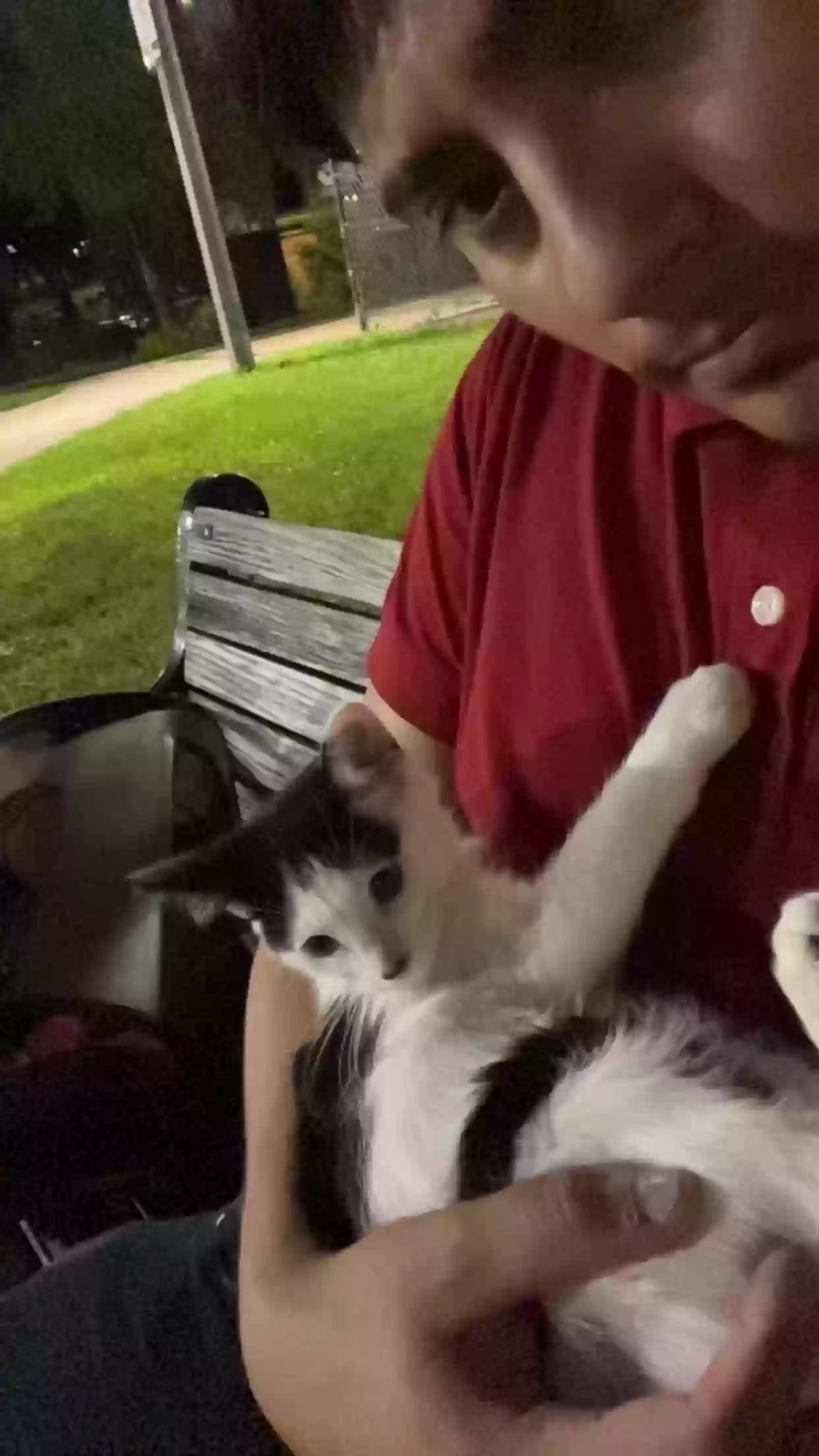 adoptable Cat in Chicago,IL named Mia