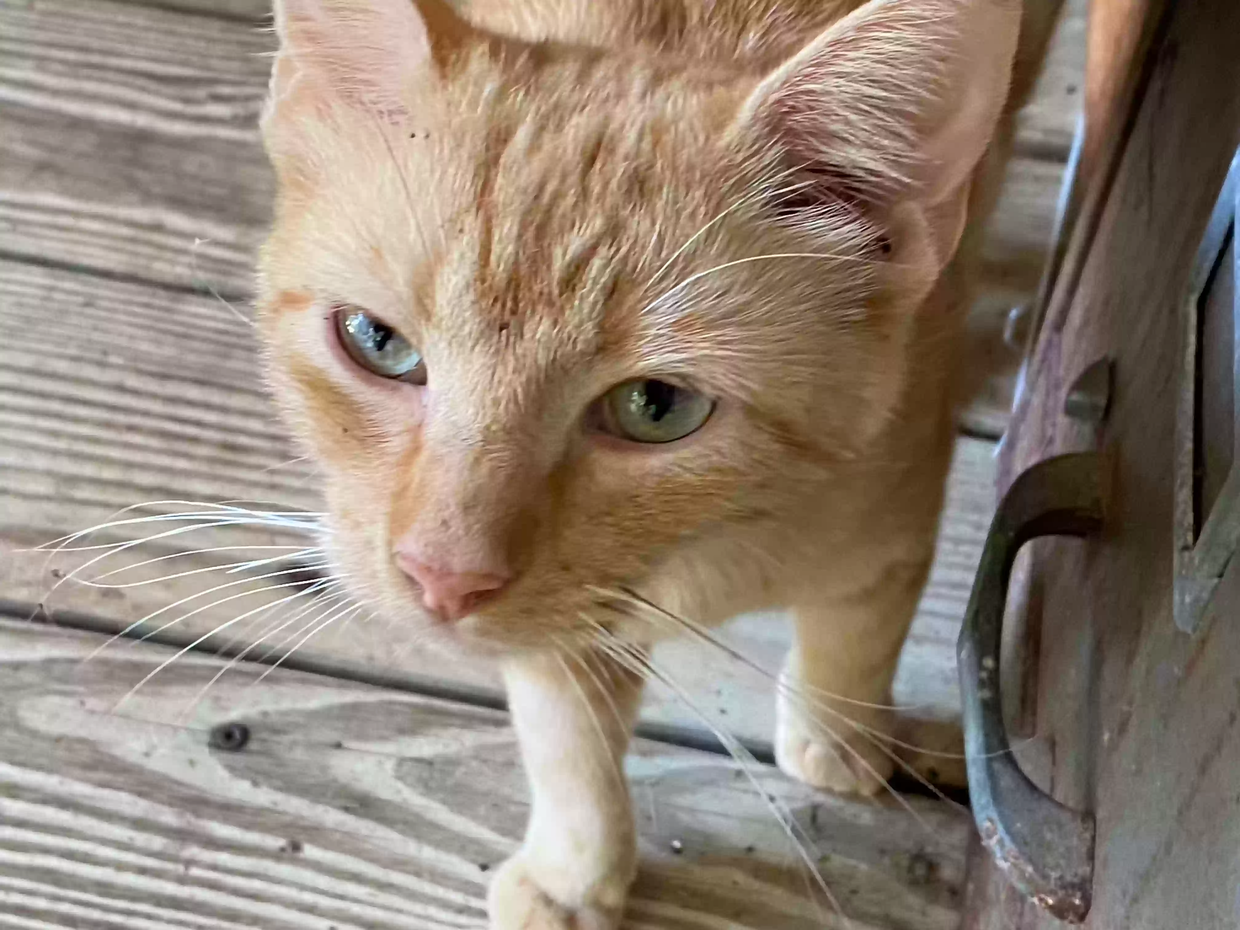 adoptable Cat in Logansport,LA named