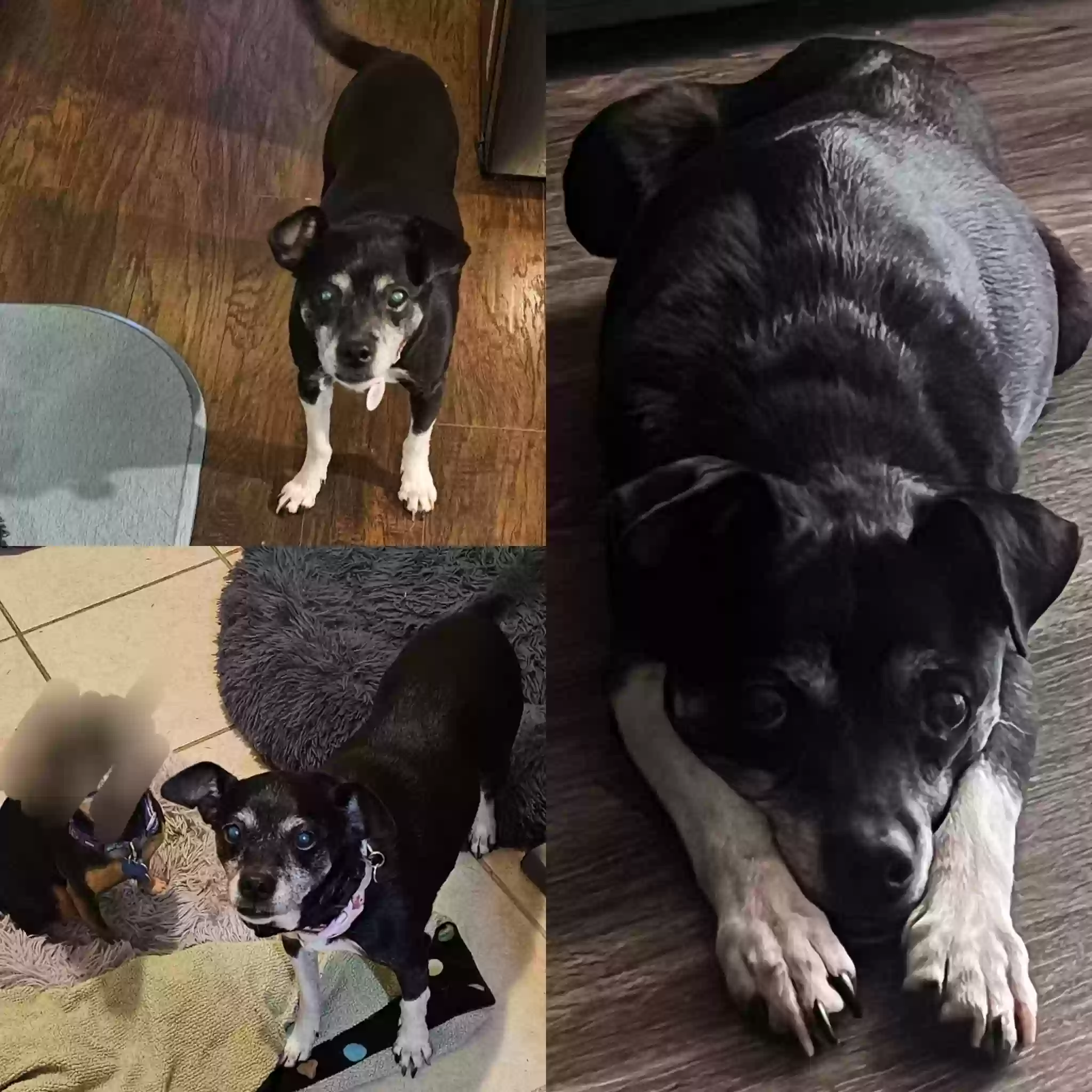 adoptable Dog in Clinton Township,MI named Molly