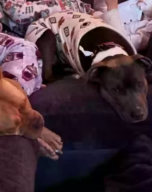 adoptable Dog in Lincoln Park,MI named Nova