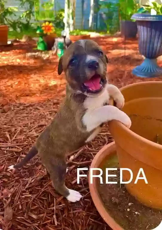 adoptable Dog in Little Rock,AR named Freda