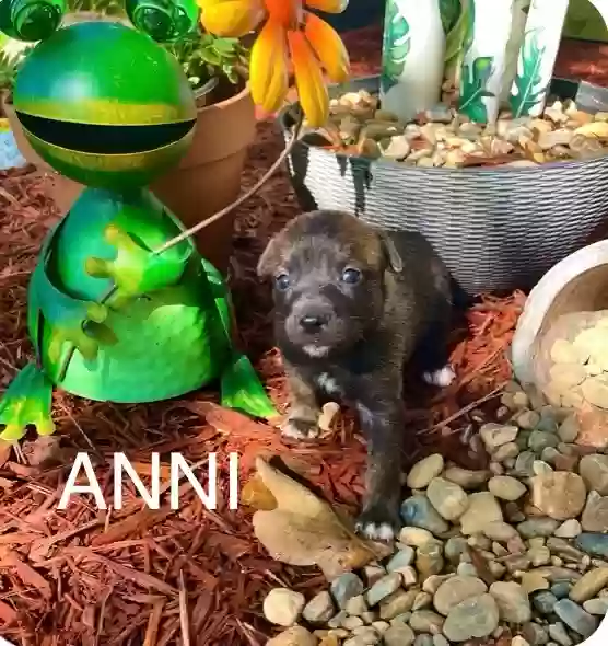 adoptable Dog in Little Rock,AR named Anni