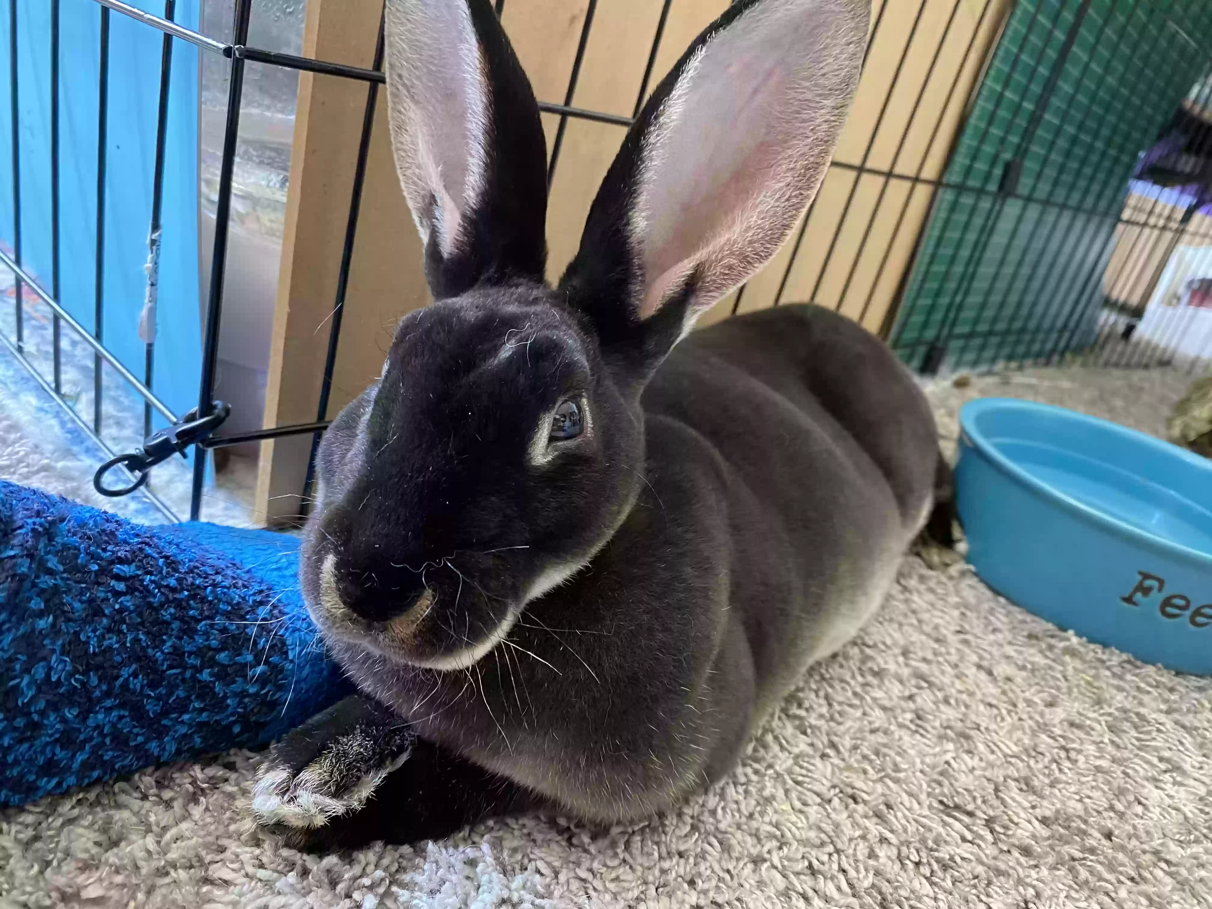 adoptable  in Lakewood,CA named 