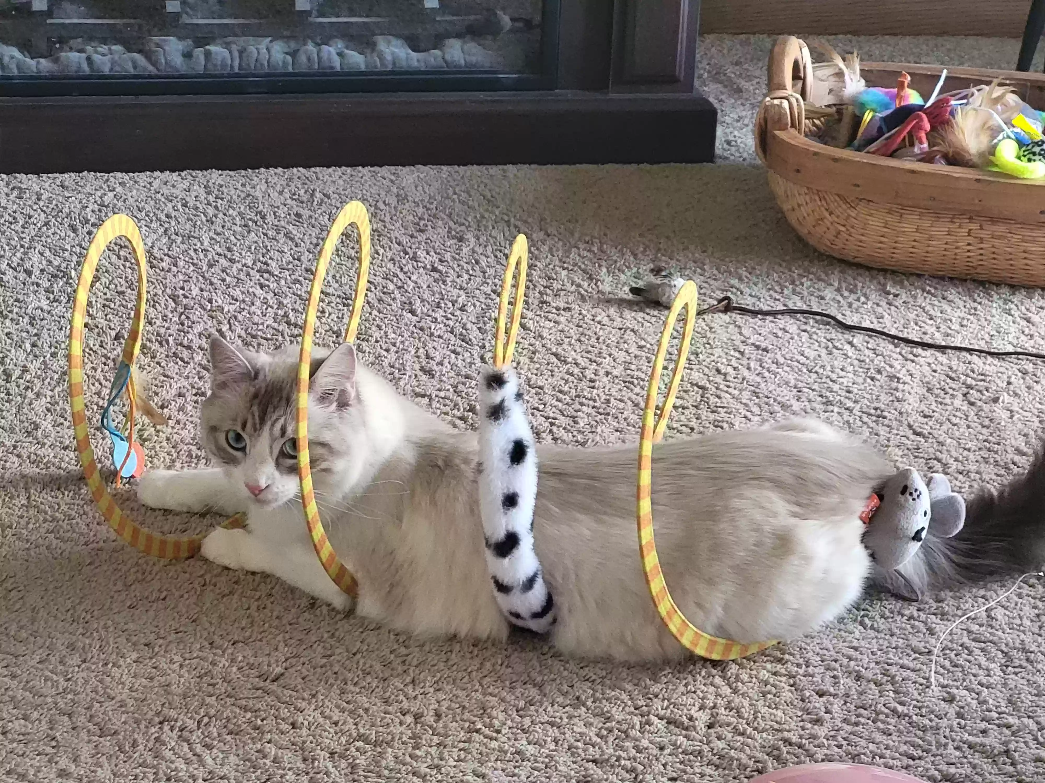 adoptable Cat in Minneapolis,MN named Boo