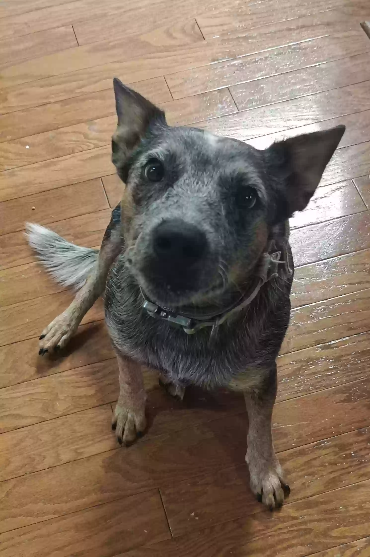 adoptable Dog in Plano,TX named Bandit