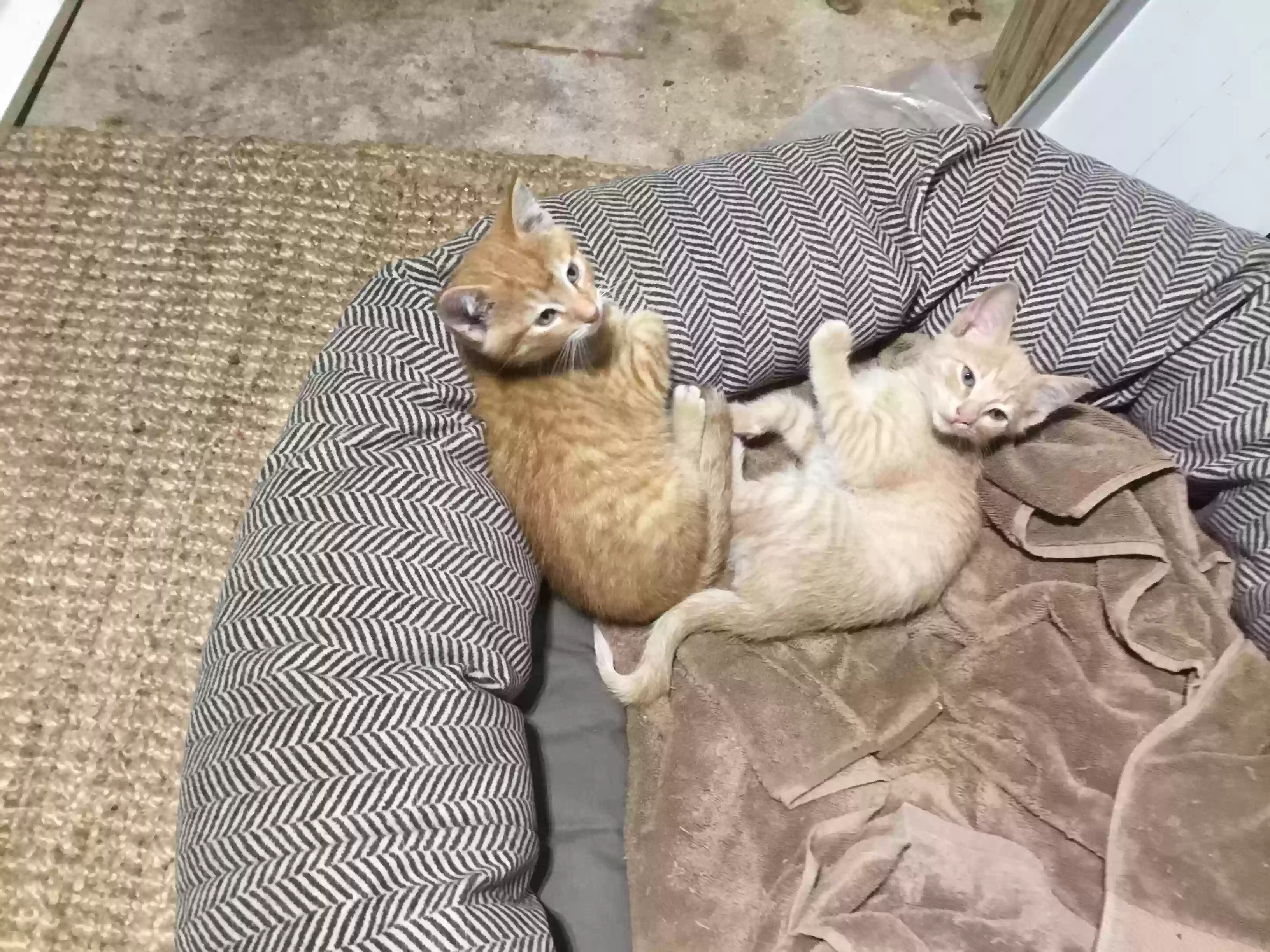 adoptable Cat in Homewood,IL named Cali