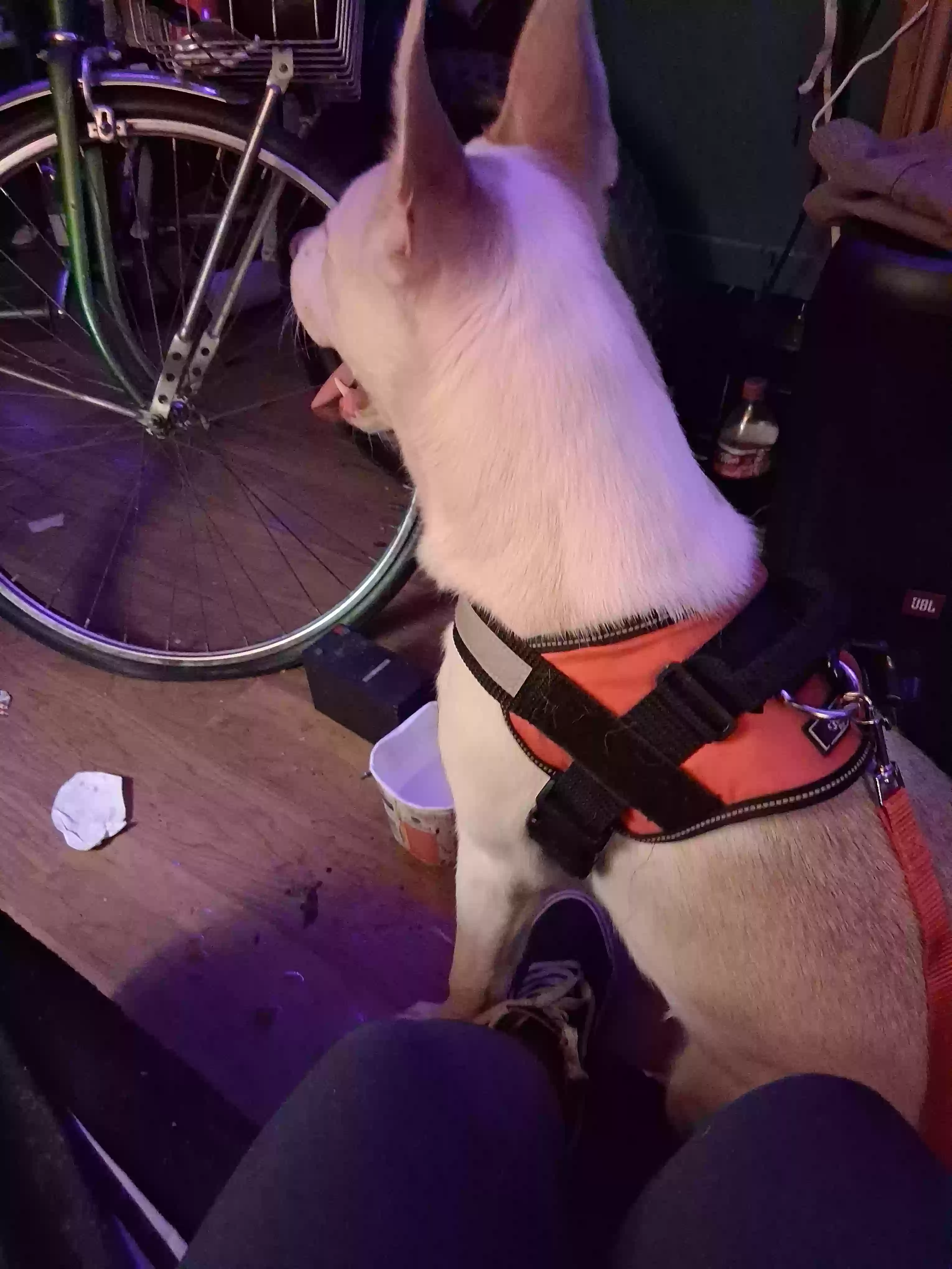 adoptable Dog in Pasadena,CA named Alaska