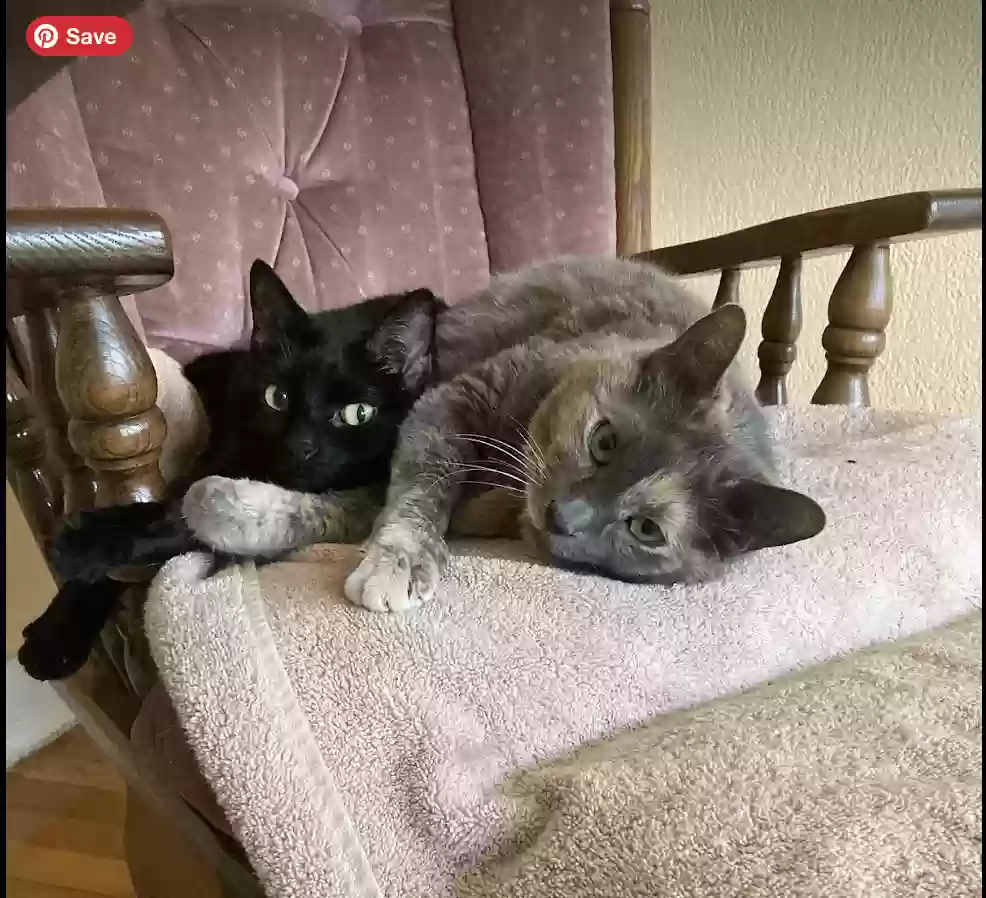 adoptable Cat in Chicago,IL named Teagan
