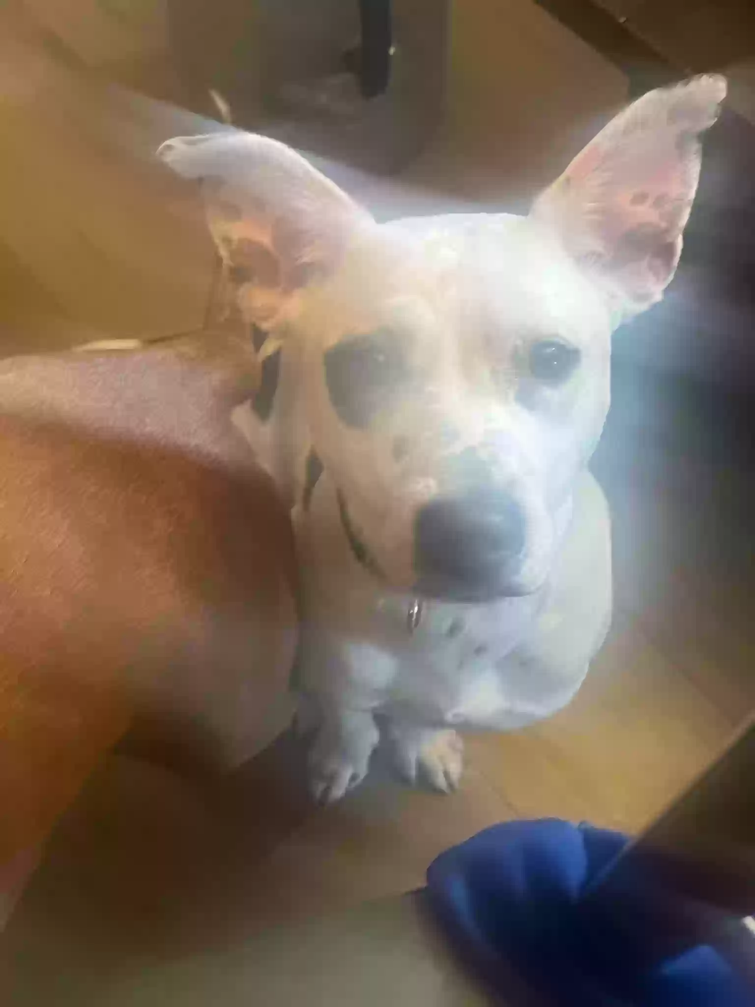 adoptable Dog in Trenton,OH named Tinkerbell