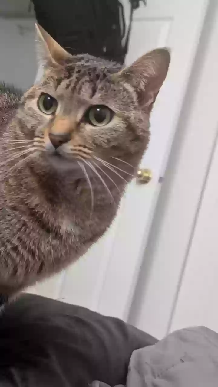 adoptable Cat in Irvine,CA named Sobi & Nio