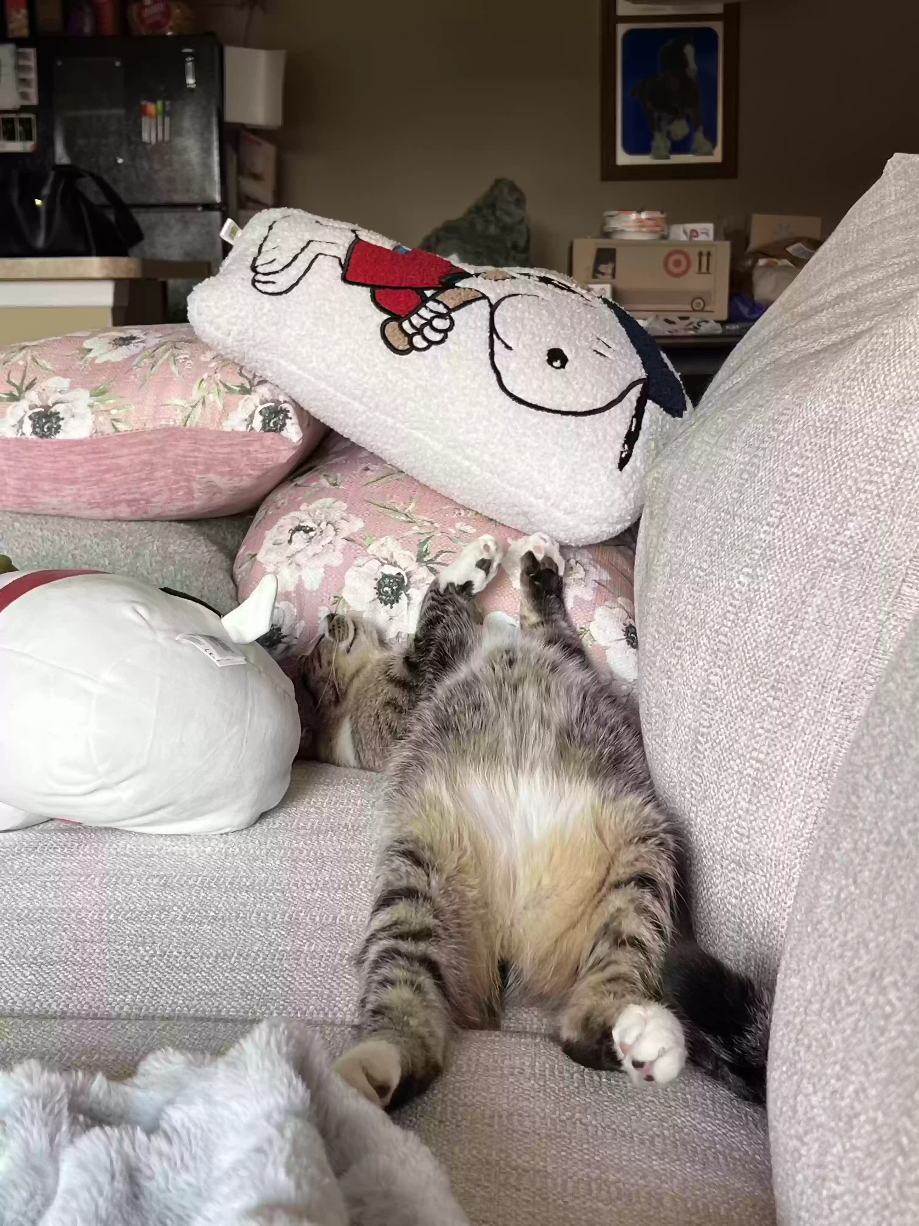 adoptable Cat in Northville,MI named Socks