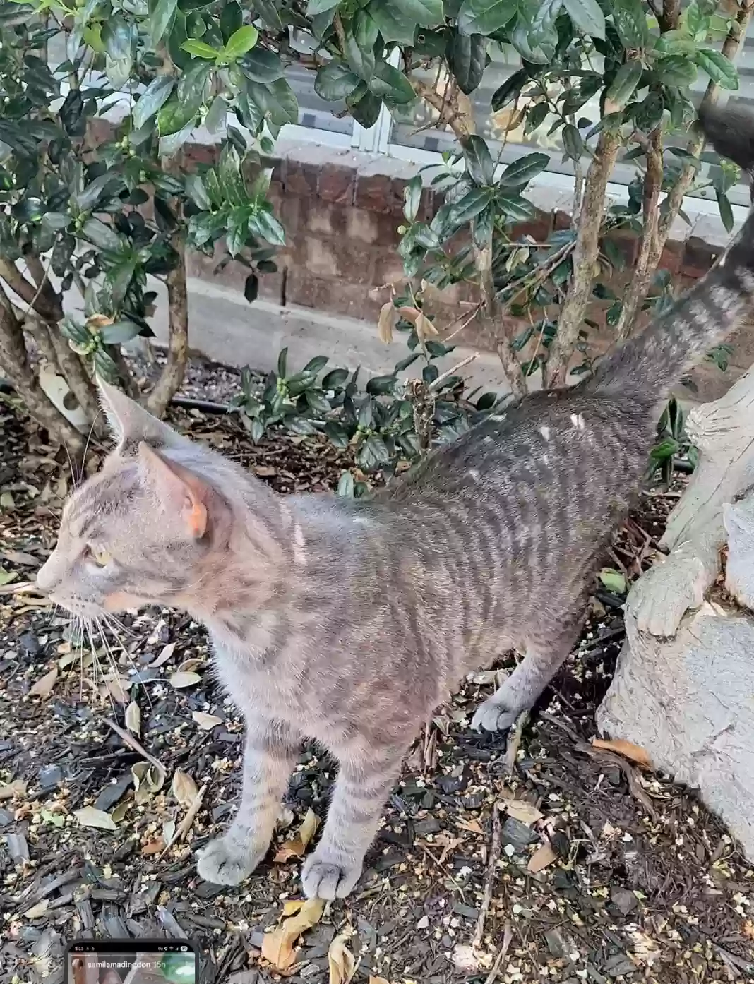 adoptable Cat in Waxahachie,TX named Scampy