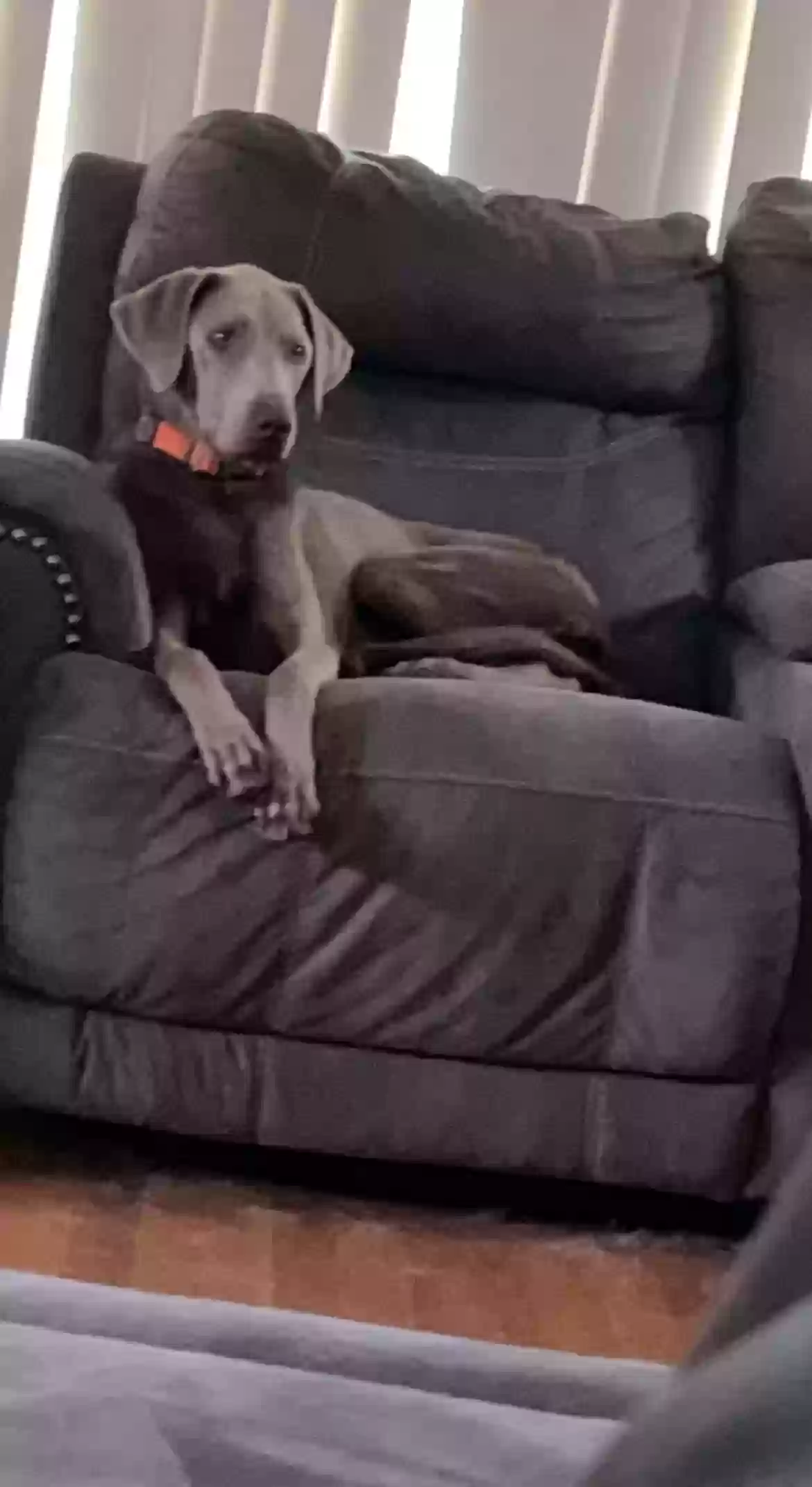 adoptable Dog in Harwood Heights,IL named Brandi