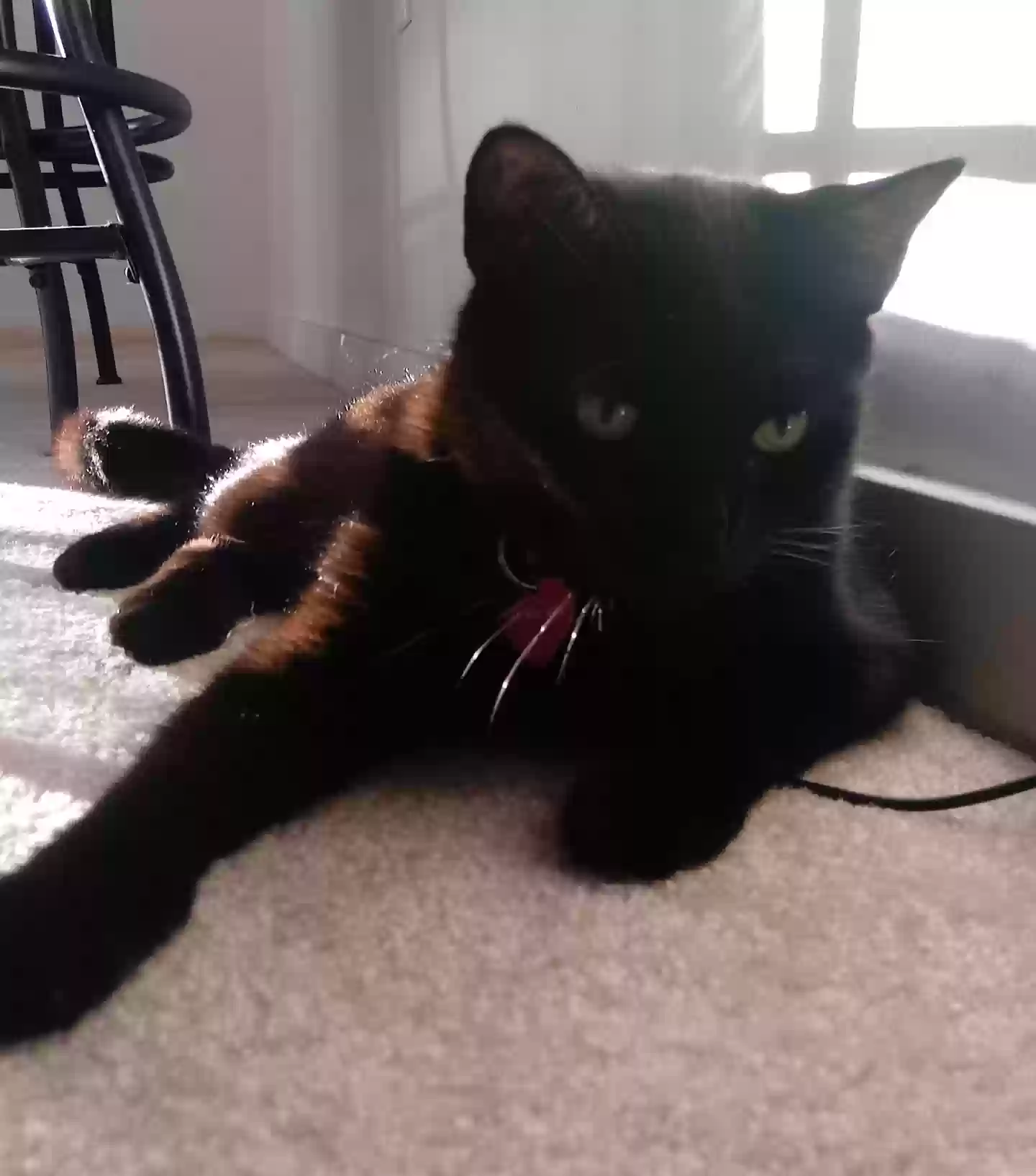 adoptable Cat in Irvine,CA named Baby