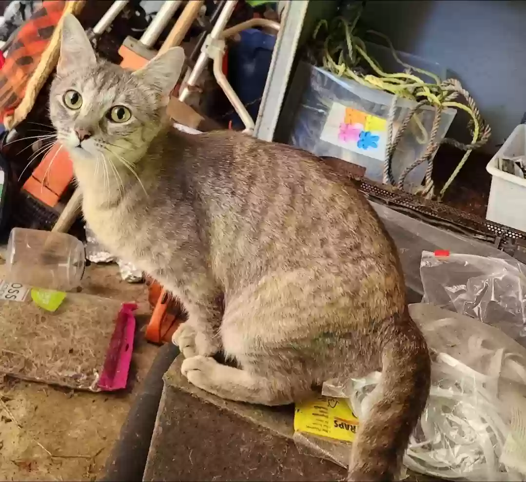 adoptable Cat in Raymond,WA named No name, stray pregnant cat