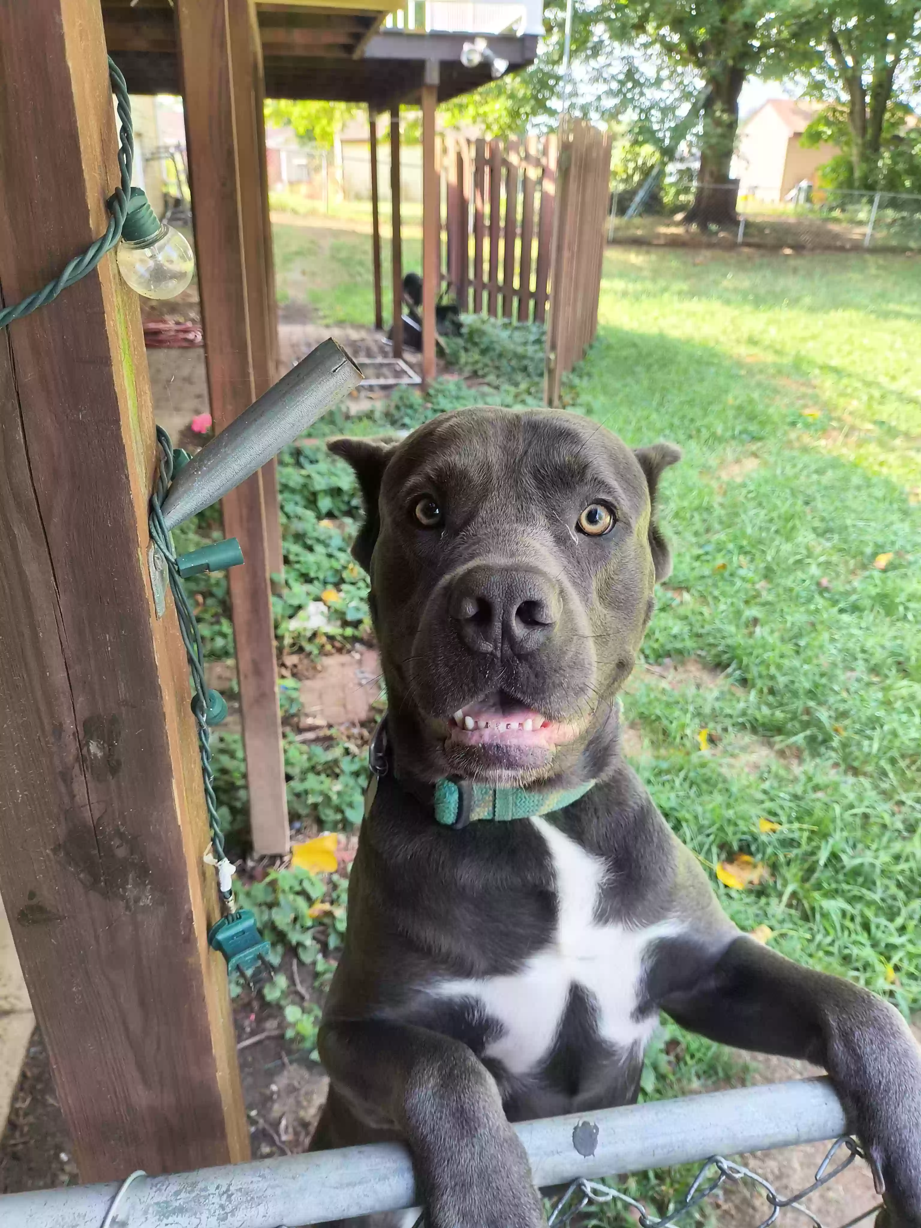 adoptable Dog in Hagerstown,MD named rocky