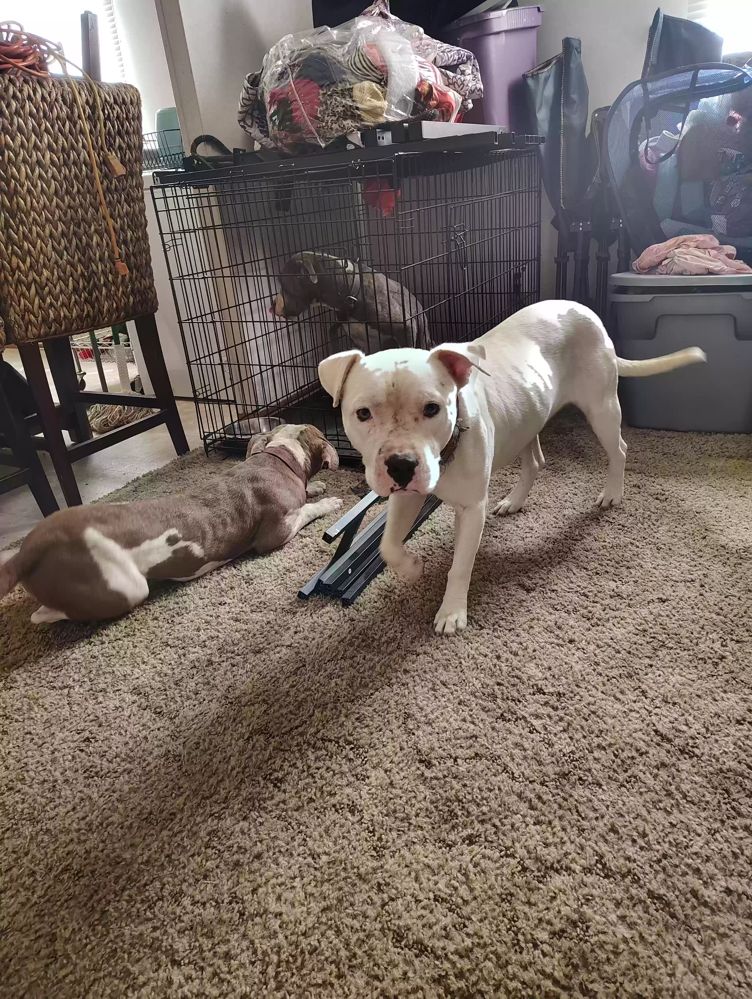 adoptable Dog in Wilmar,AR named Khan