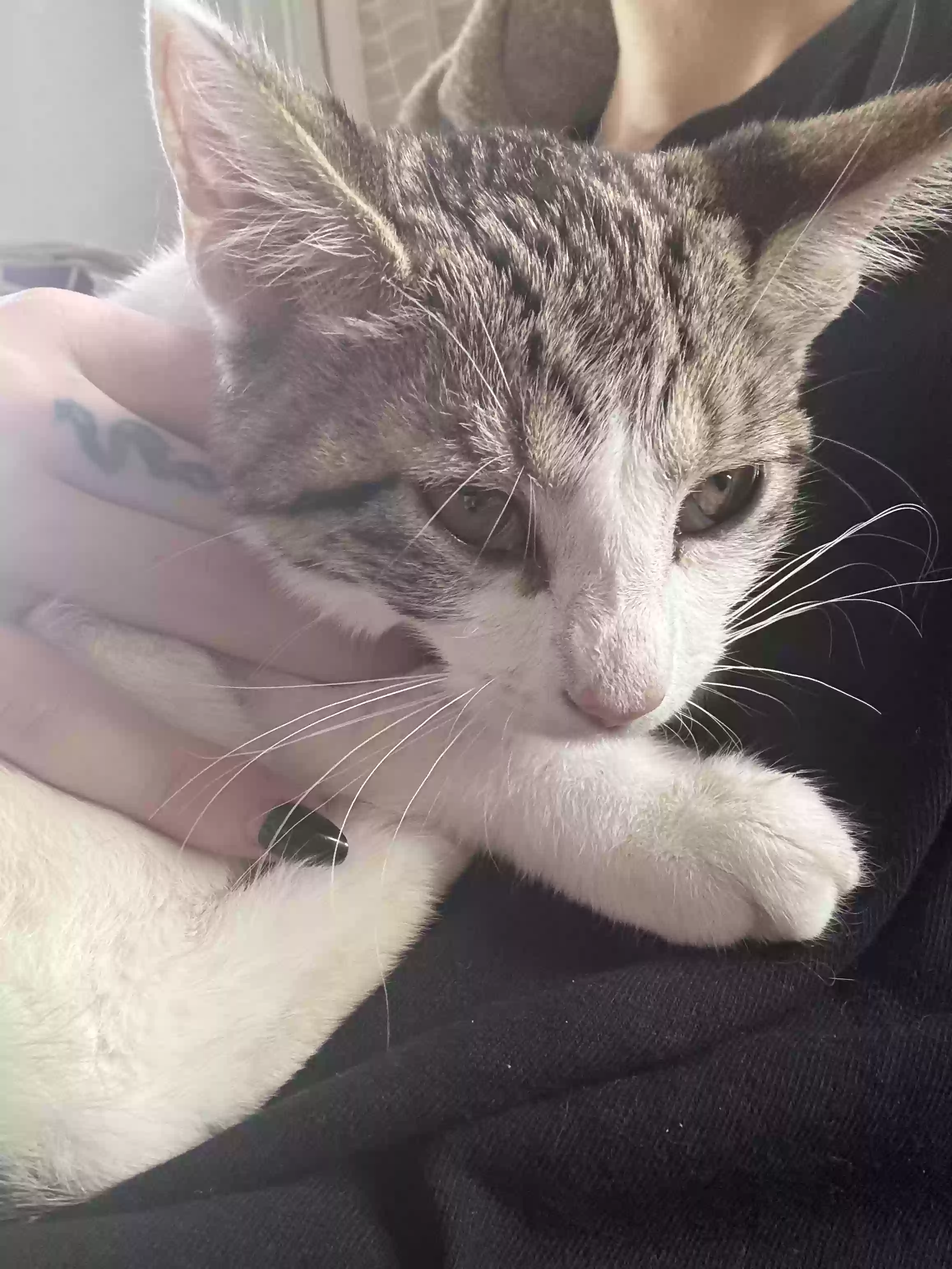 adoptable Cat in Hamilton,OH named Mimi