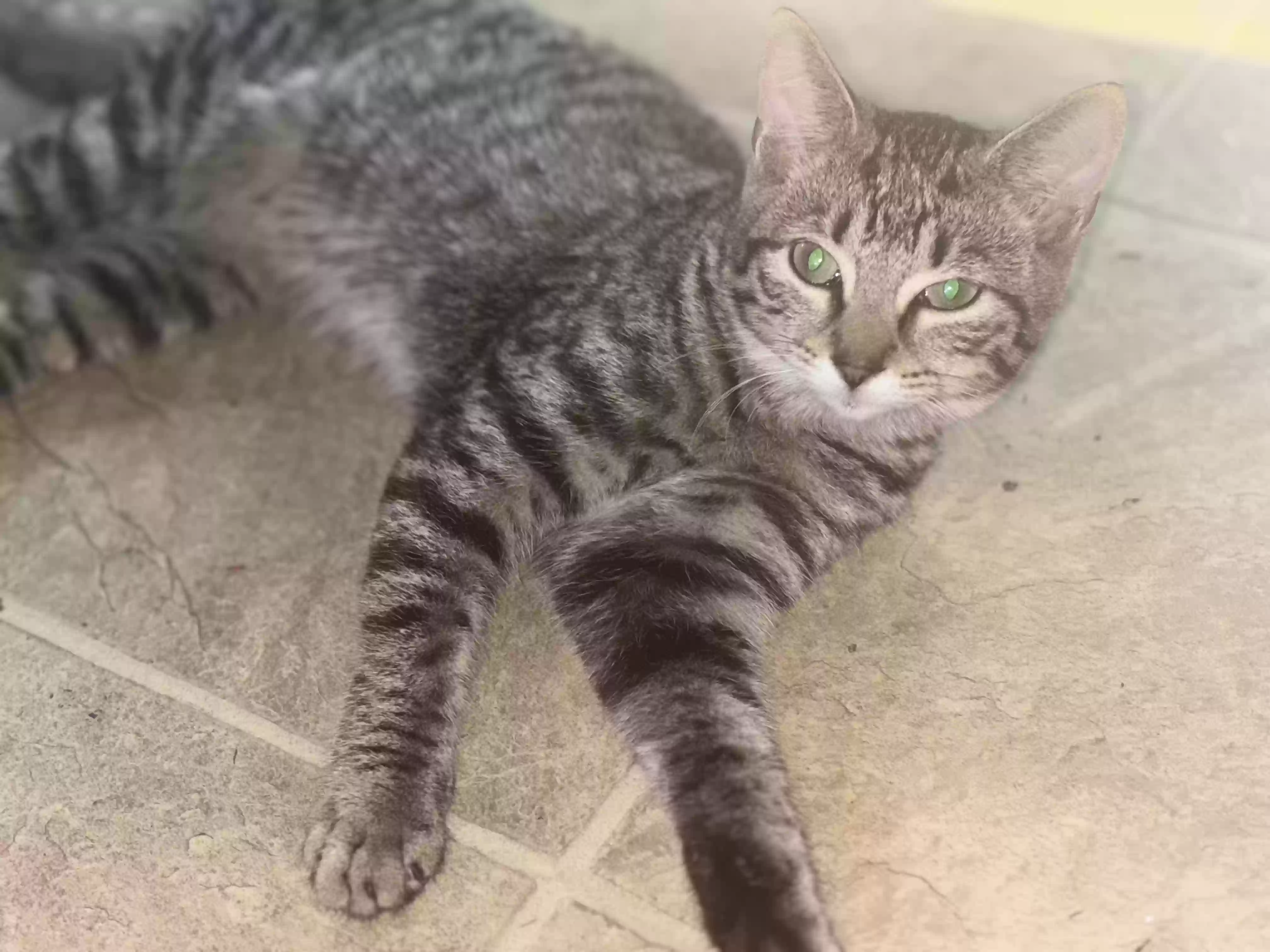 adoptable Cat in Hamilton,OH named Spunk Spunk