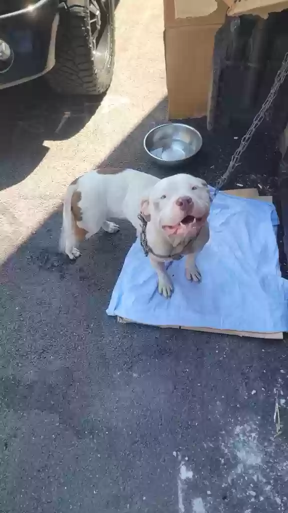 adoptable Dog in Chicago,IL named Unknown