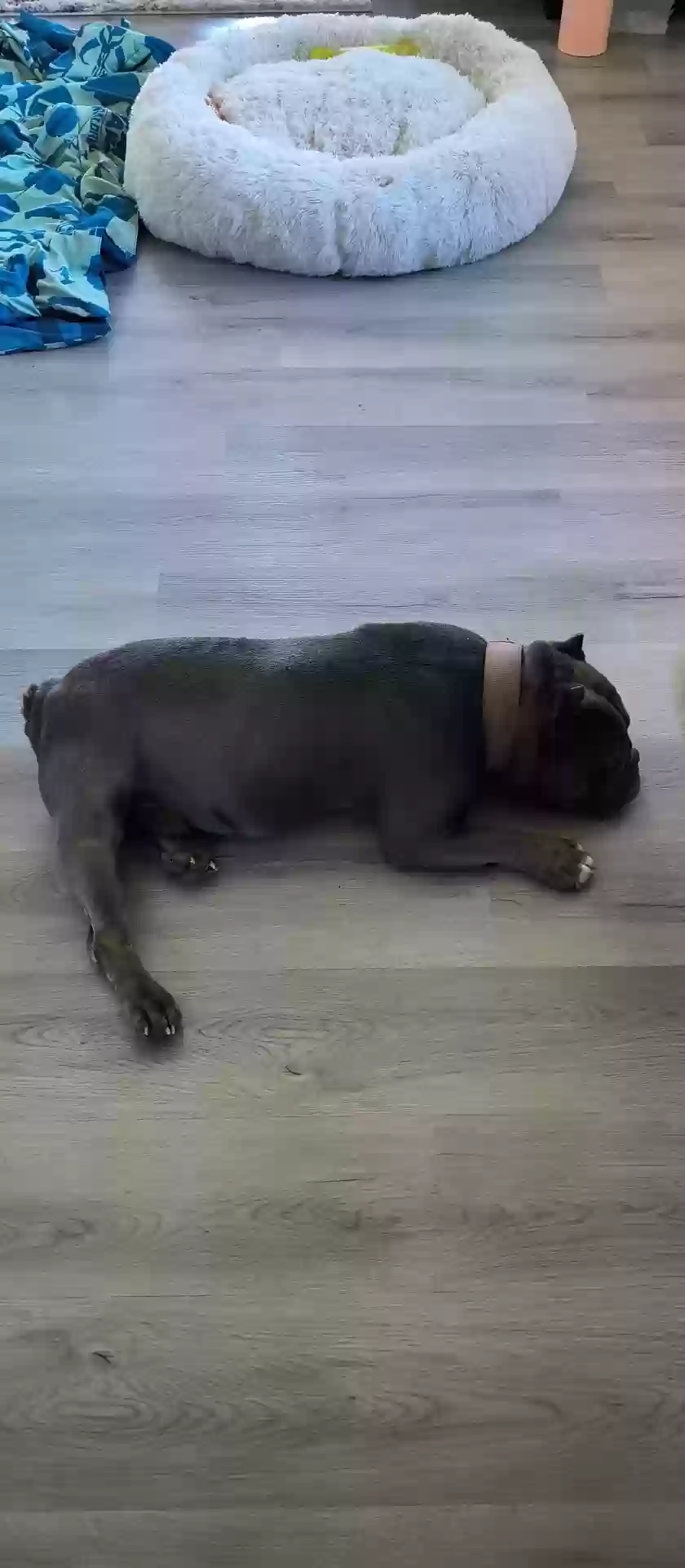 adoptable Dog in Santa Cruz,CA named Chico