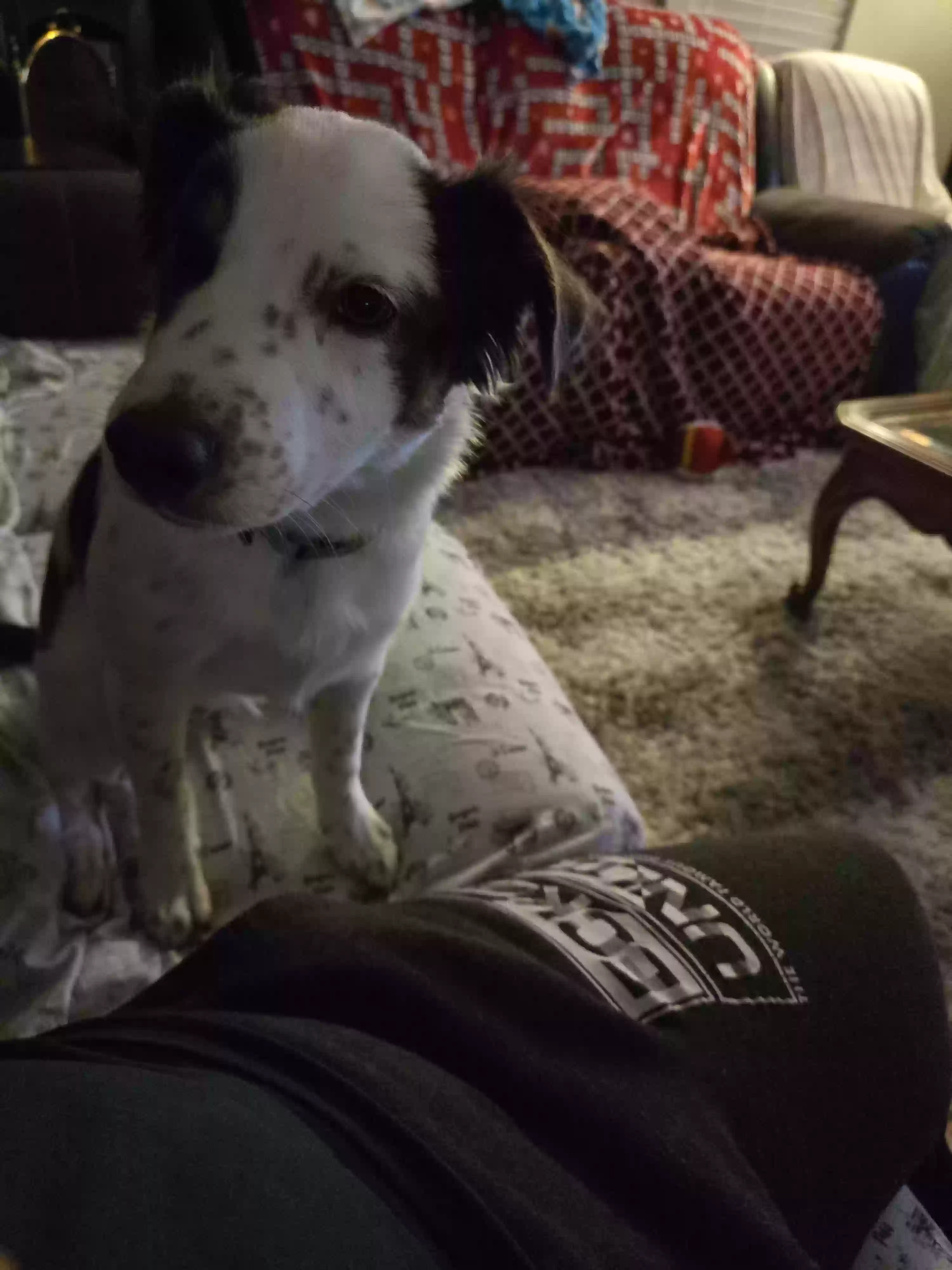 adoptable Dog in Dewey,AZ named Lilly