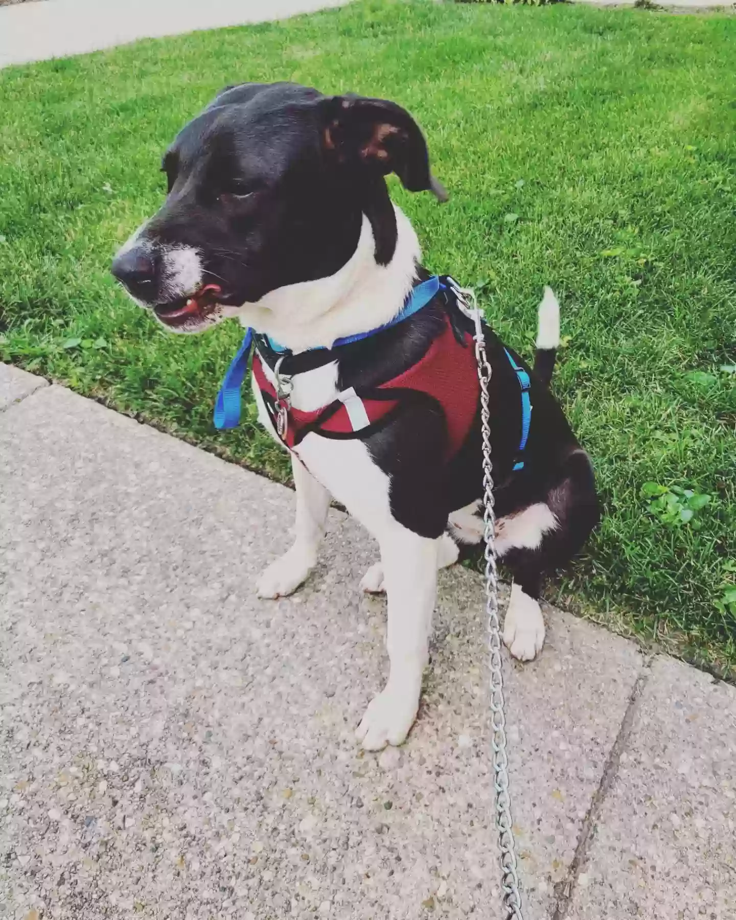 adoptable Dog in Chicago,IL named Luna