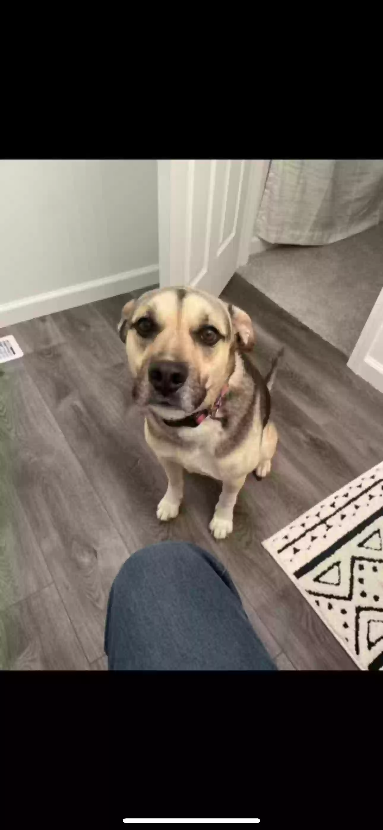 adoptable Dog in Braidwood,IL named 