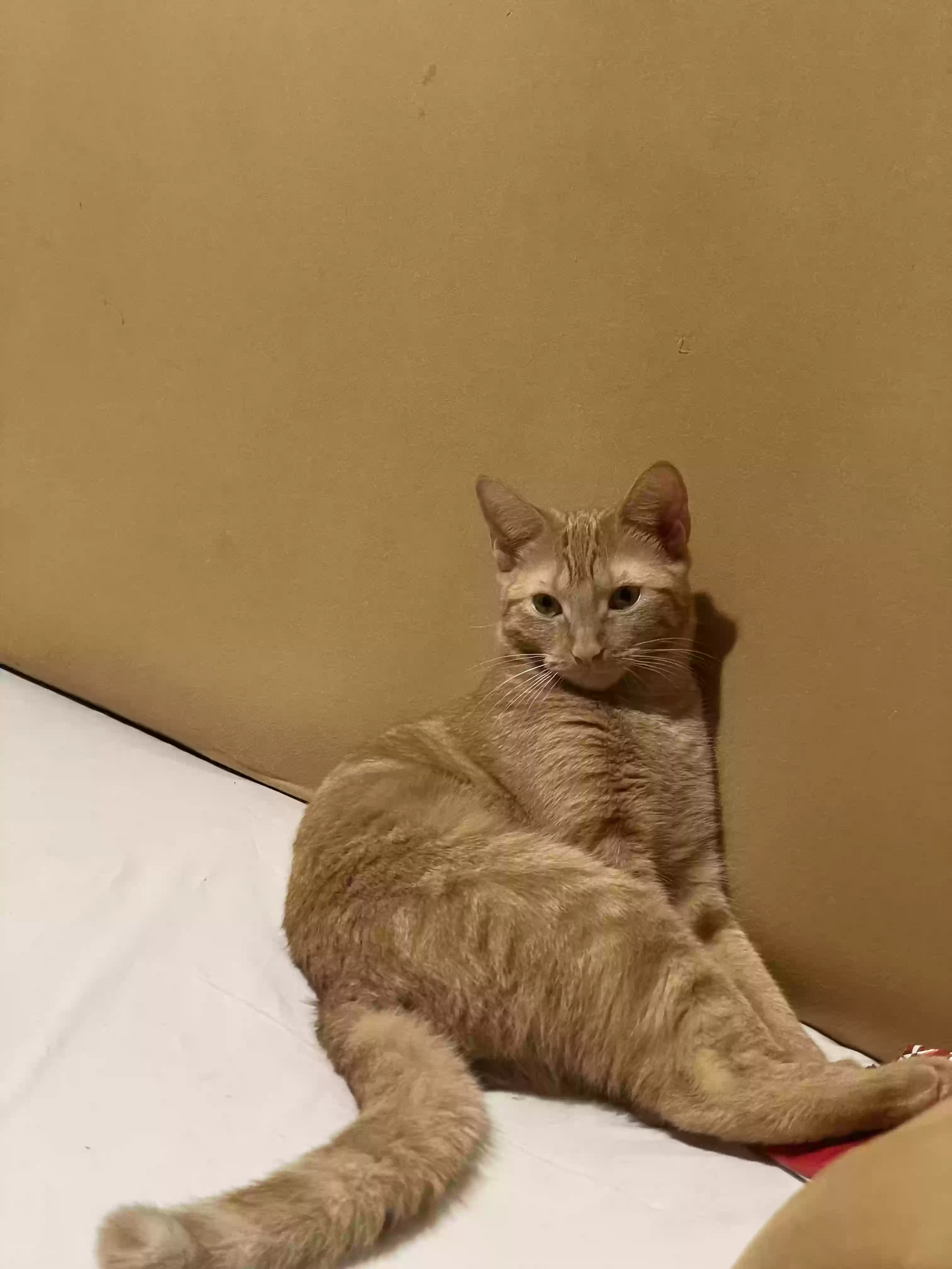 adoptable Cat in Woodside,NY named Lily
