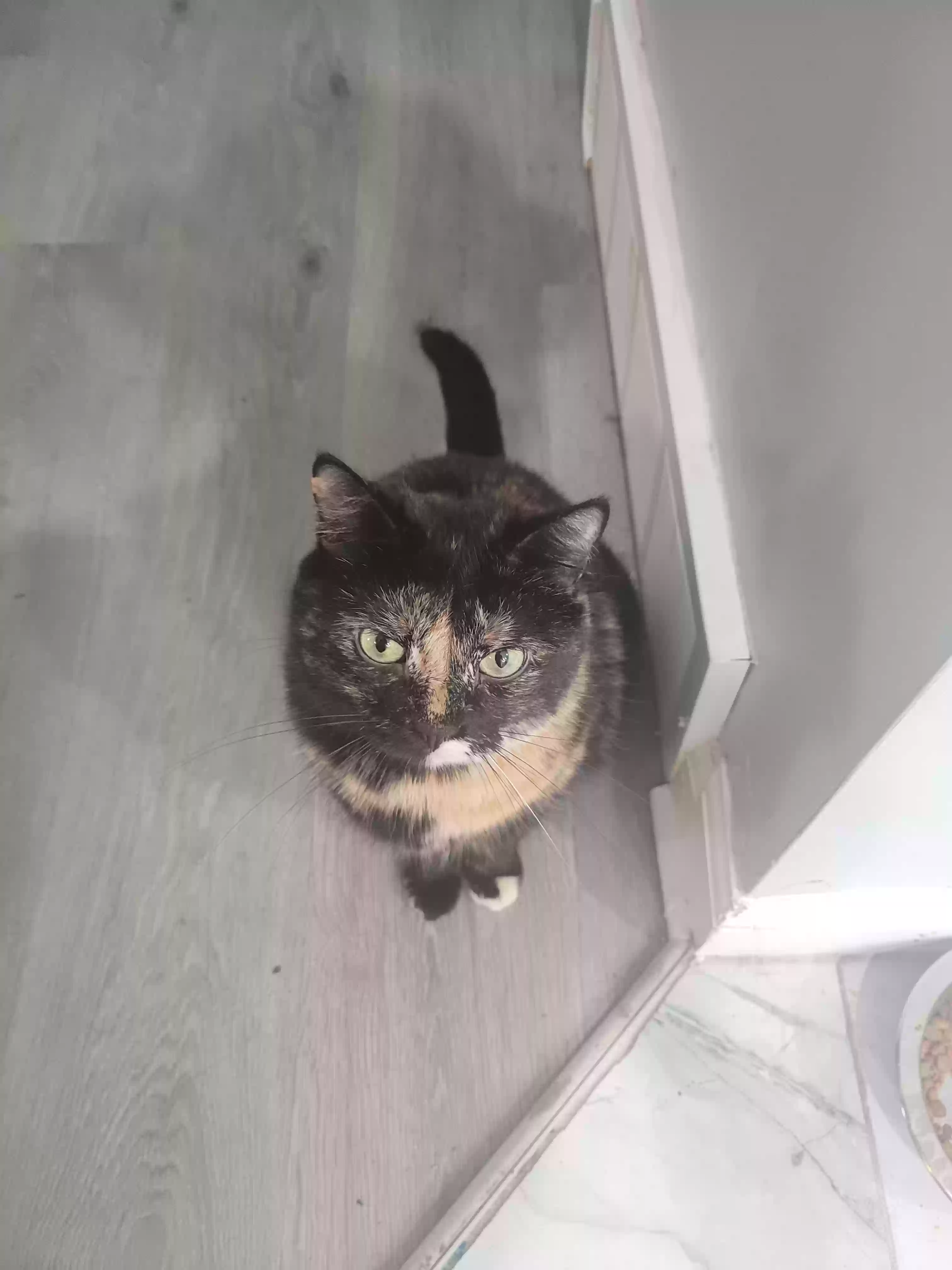 adoptable Cat in Cincinnati,OH named Snickers