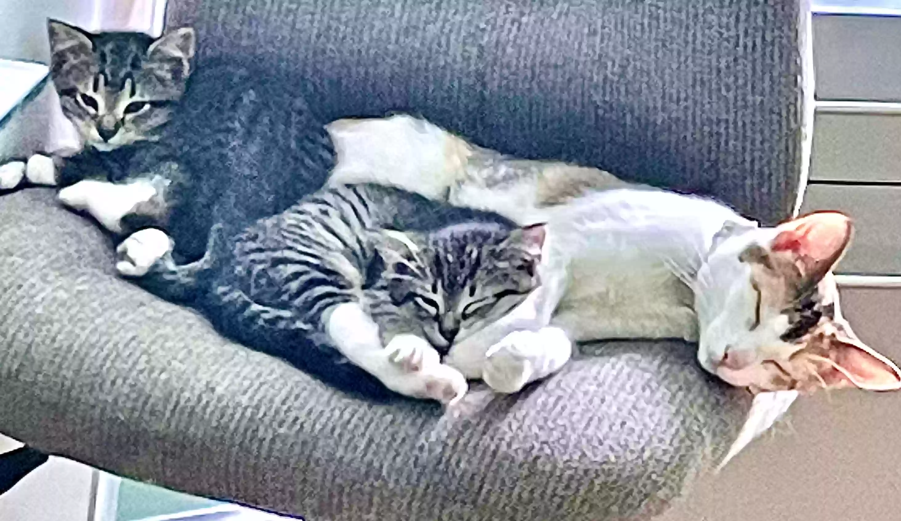 adoptable Cat in Plainfield,IL named Tom & Jerry