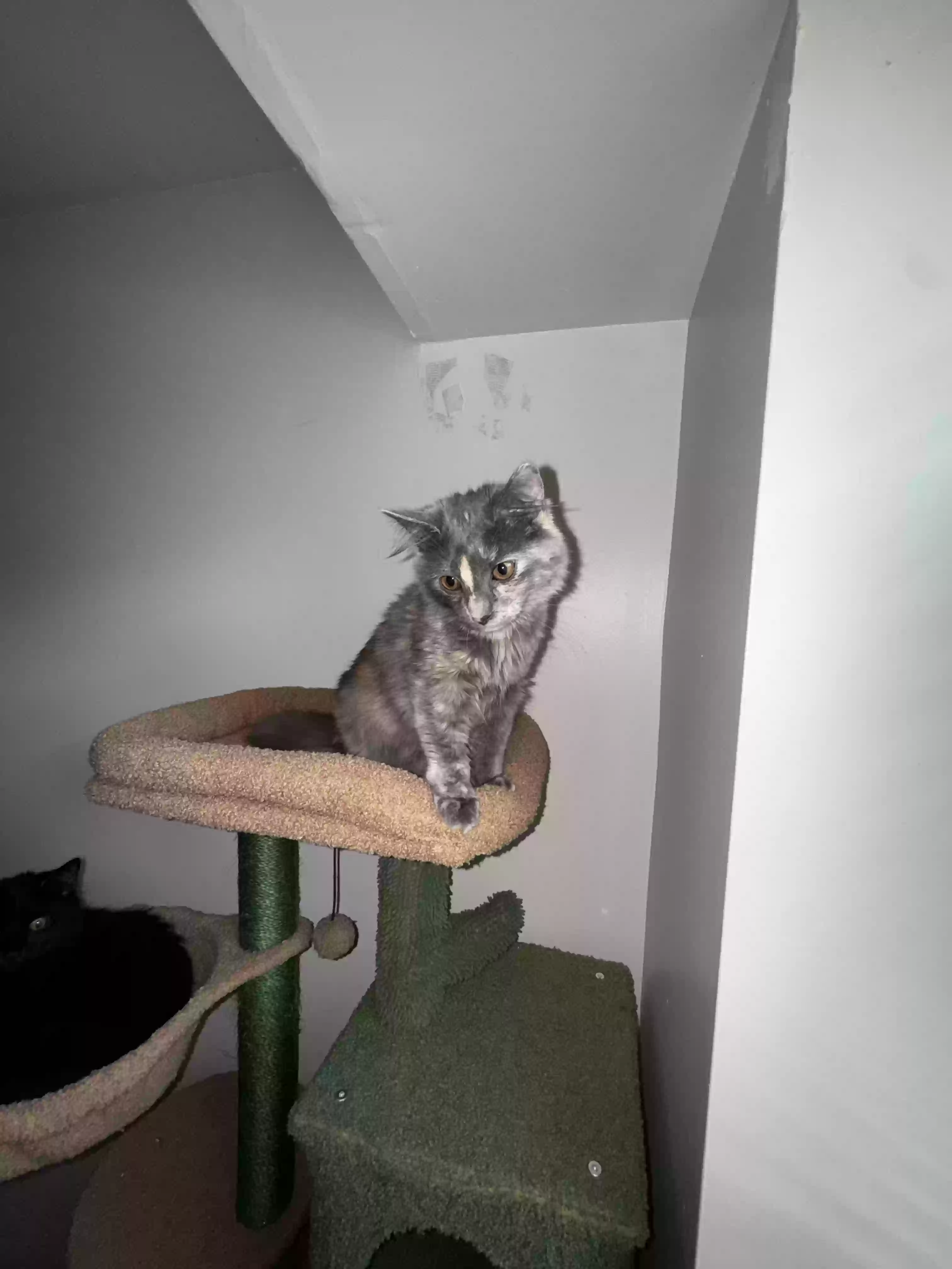 adoptable Cat in Waterbury,CT named Luna