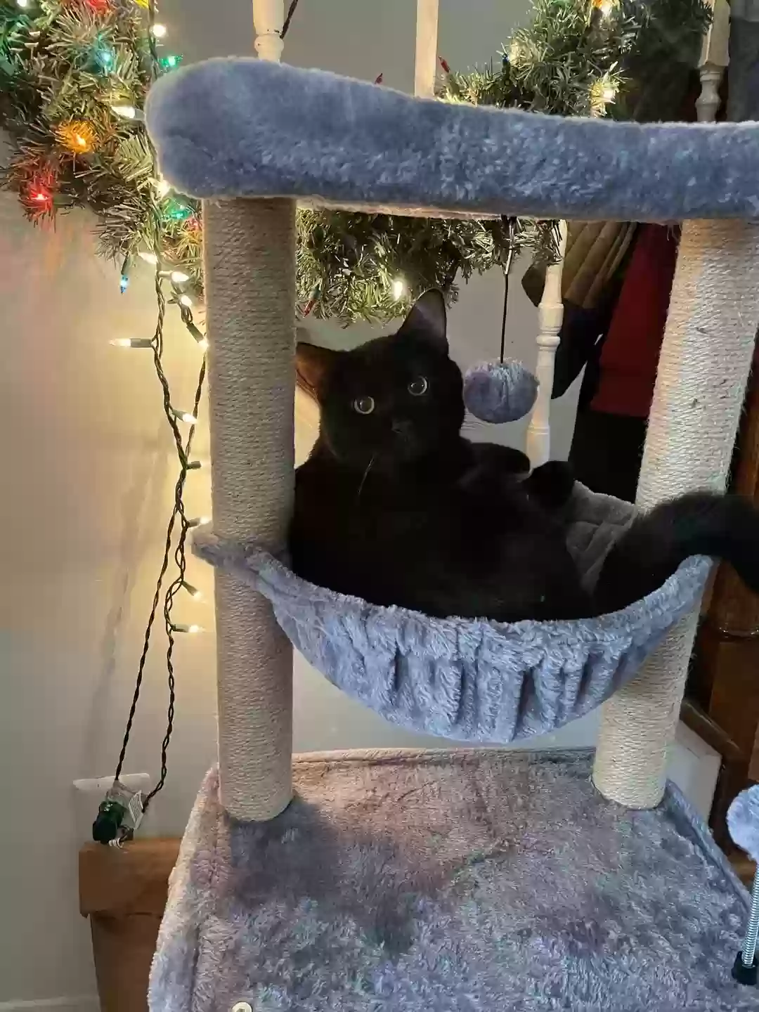 adoptable Cat in Laurel,MD named Cleo
