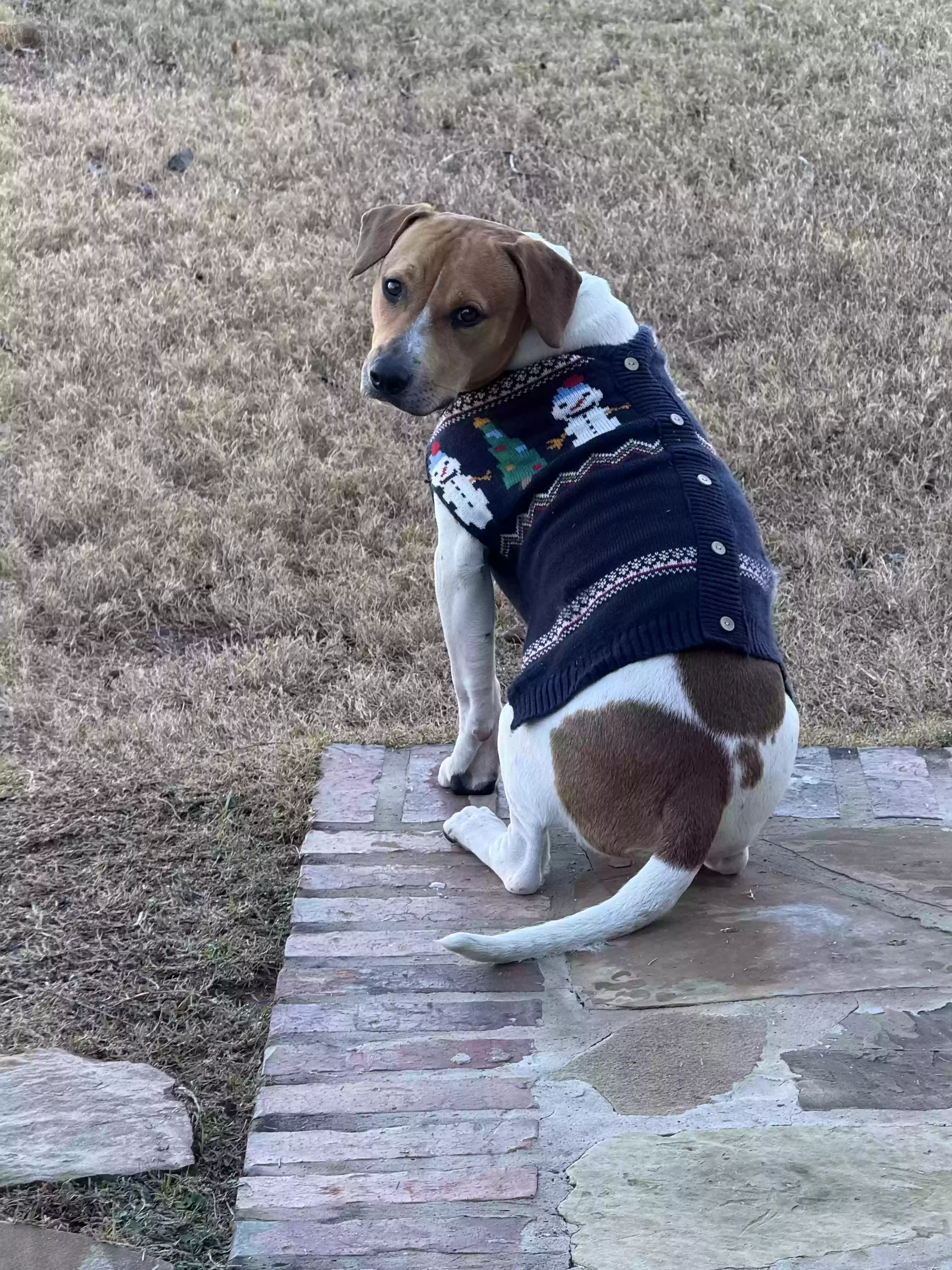 adoptable Dog in Bossier City,LA named Tank