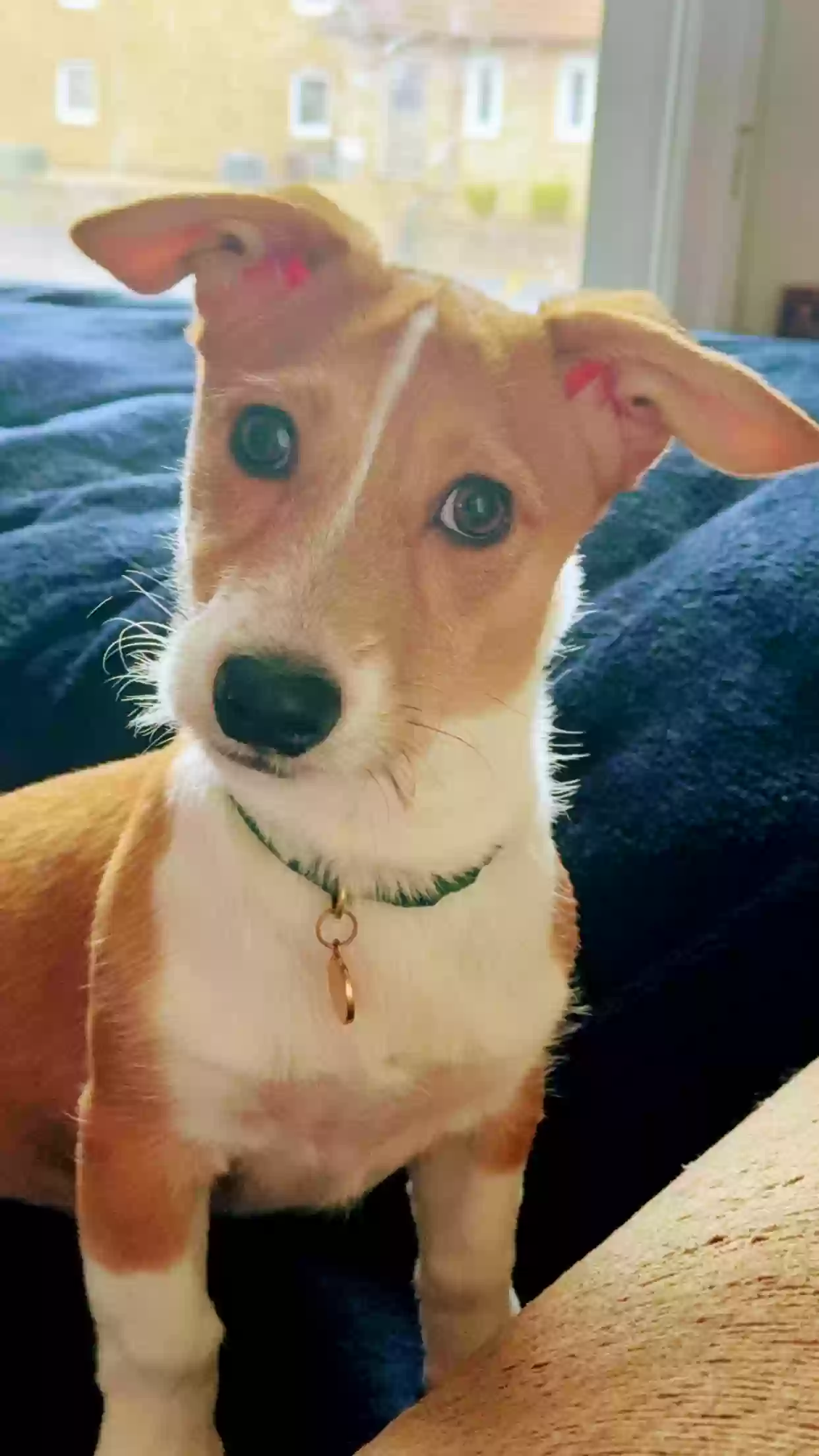 adoptable Dog in Creve Coeur,IL named Jagger (aka- moves like jagger)
