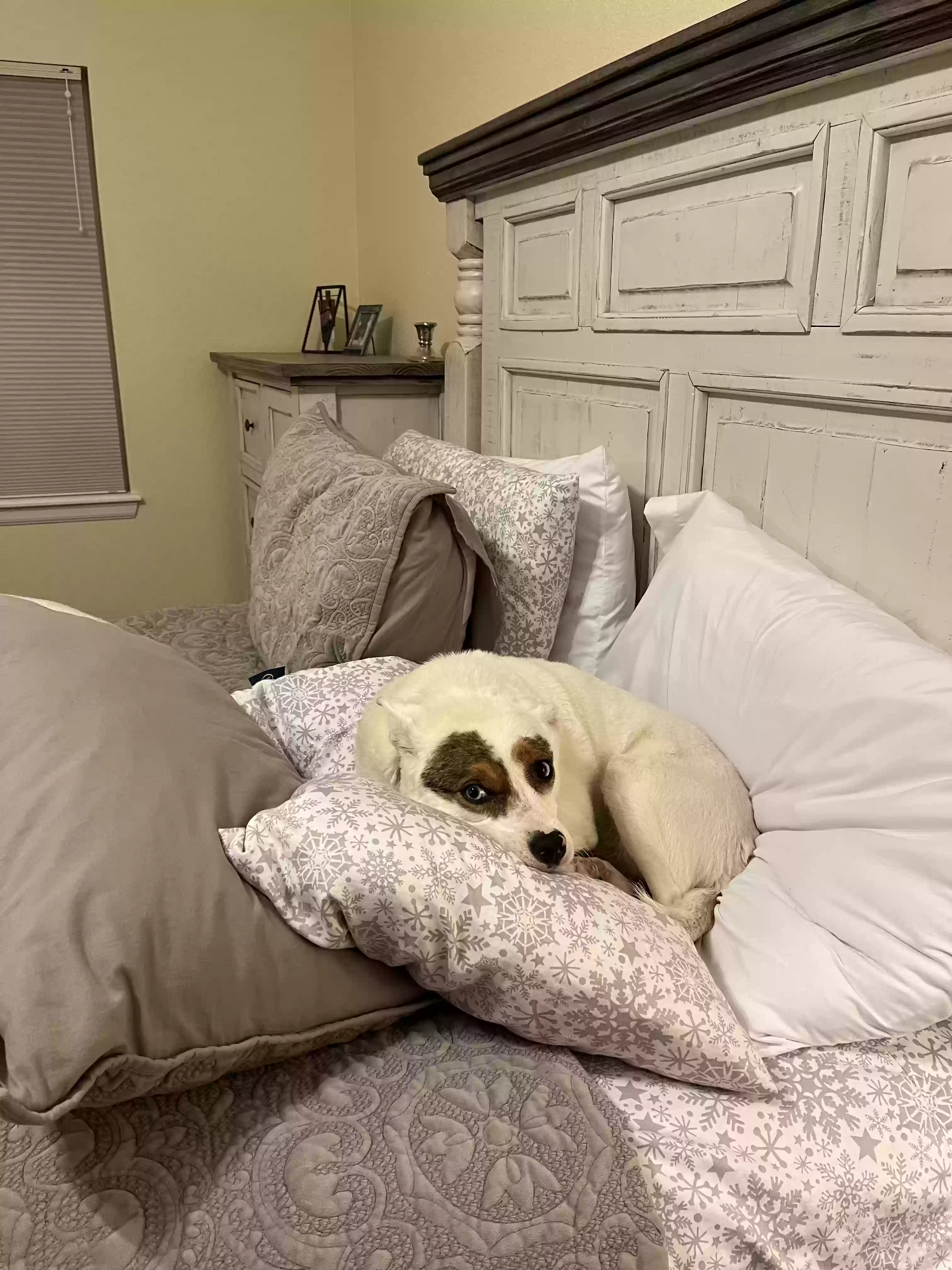 adoptable Dog in Littleton,CO named Lilo