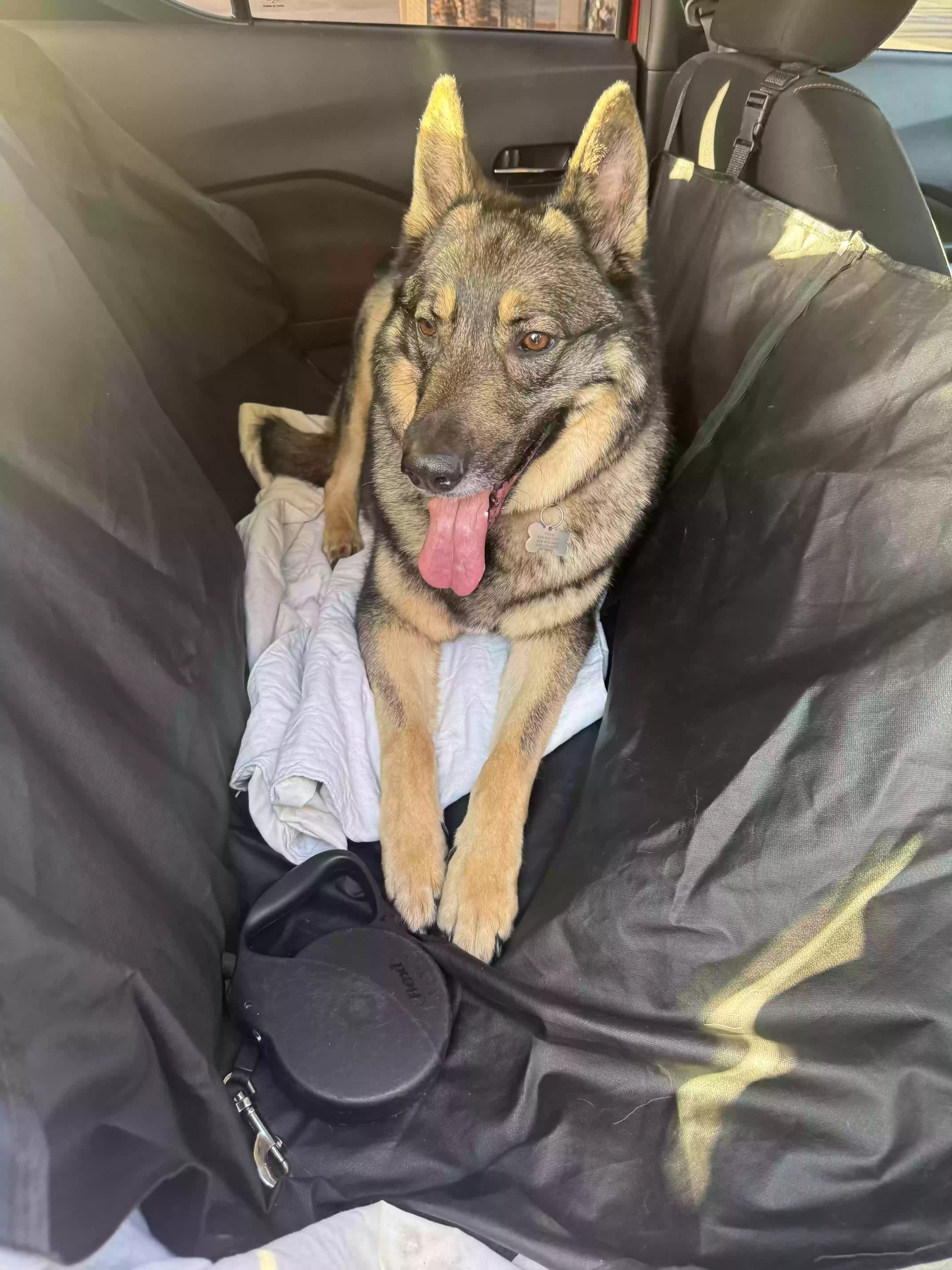 adoptable Dog in Moreno Valley,CA named Bruno
