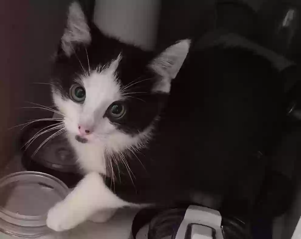 adoptable Cat in Chicago,IL named N/a