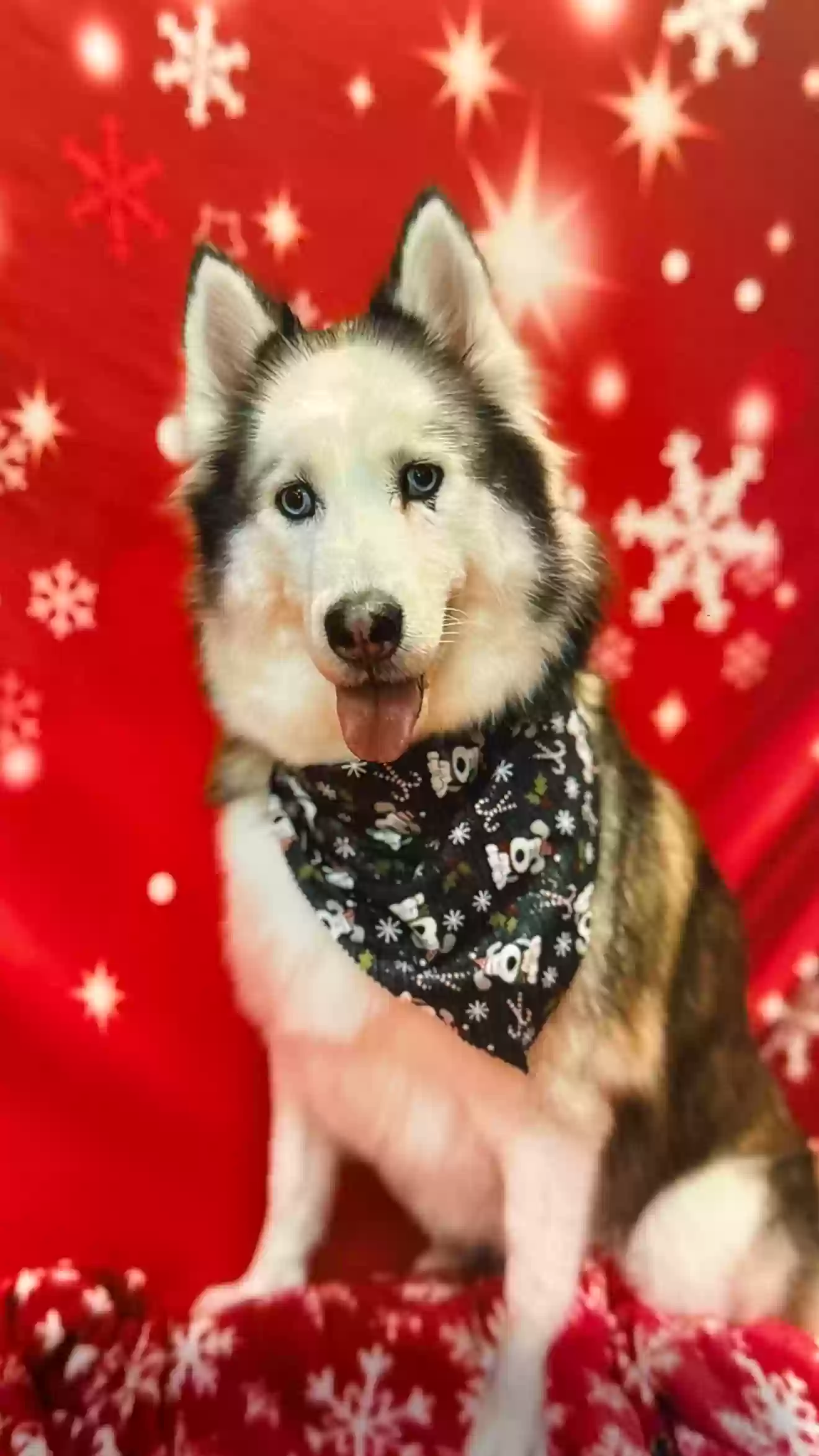 adoptable Dog in Everett,WA named Moonflower
