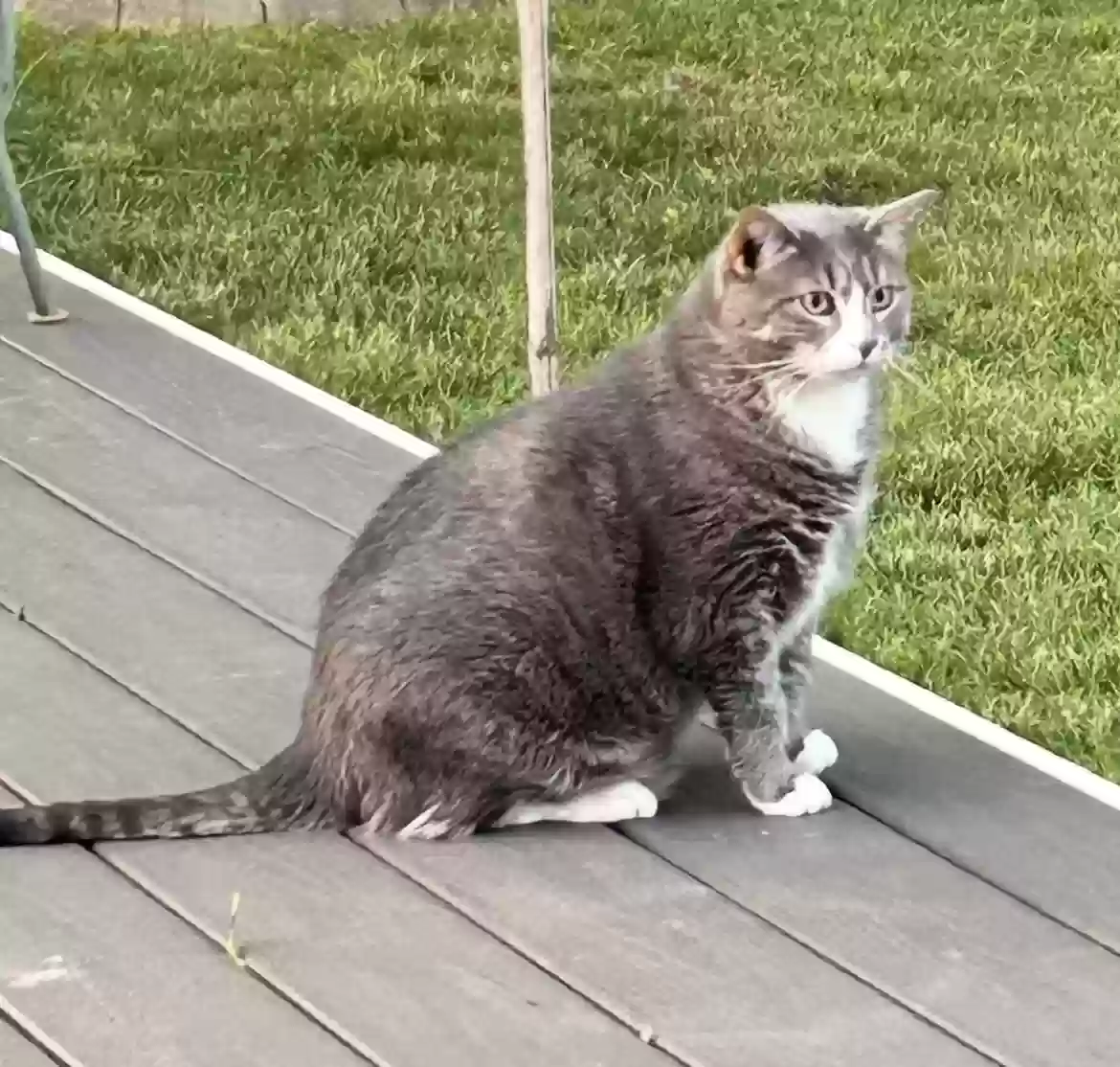 adoptable Cat in Damascus,MD named Storm