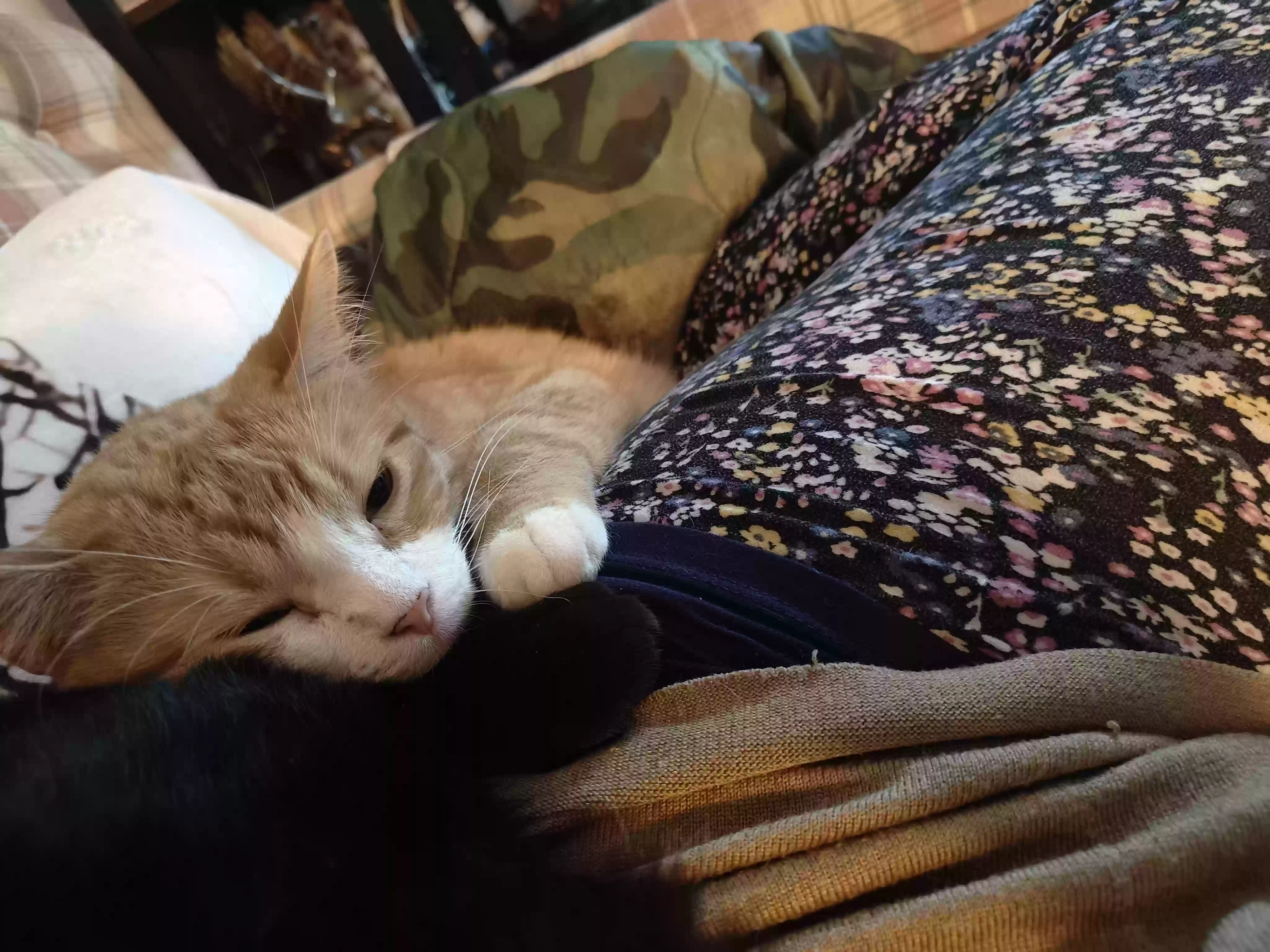adoptable Cat in Des Moines,IA named Baby