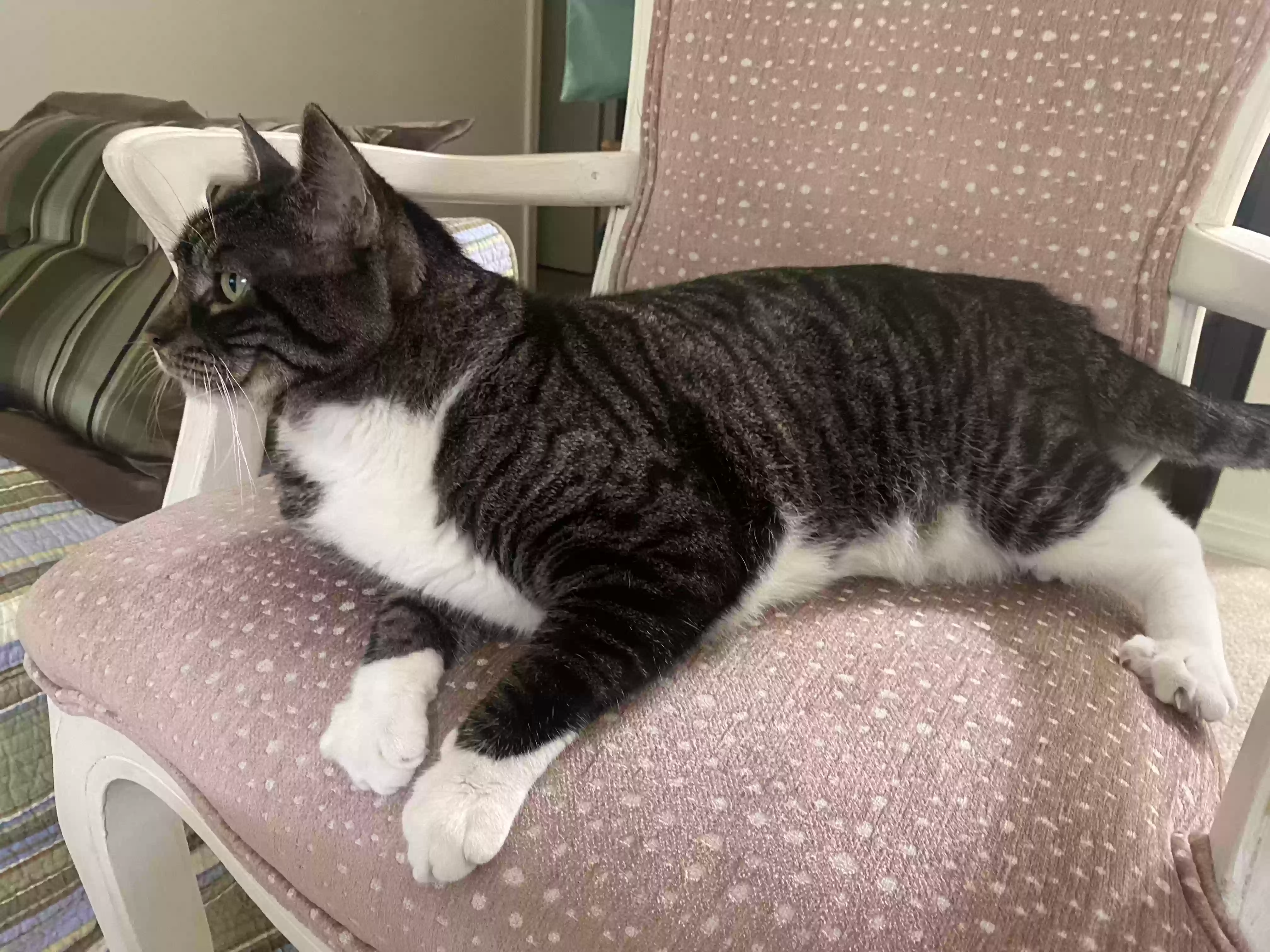 adoptable Cat in Metairie,LA named Boots