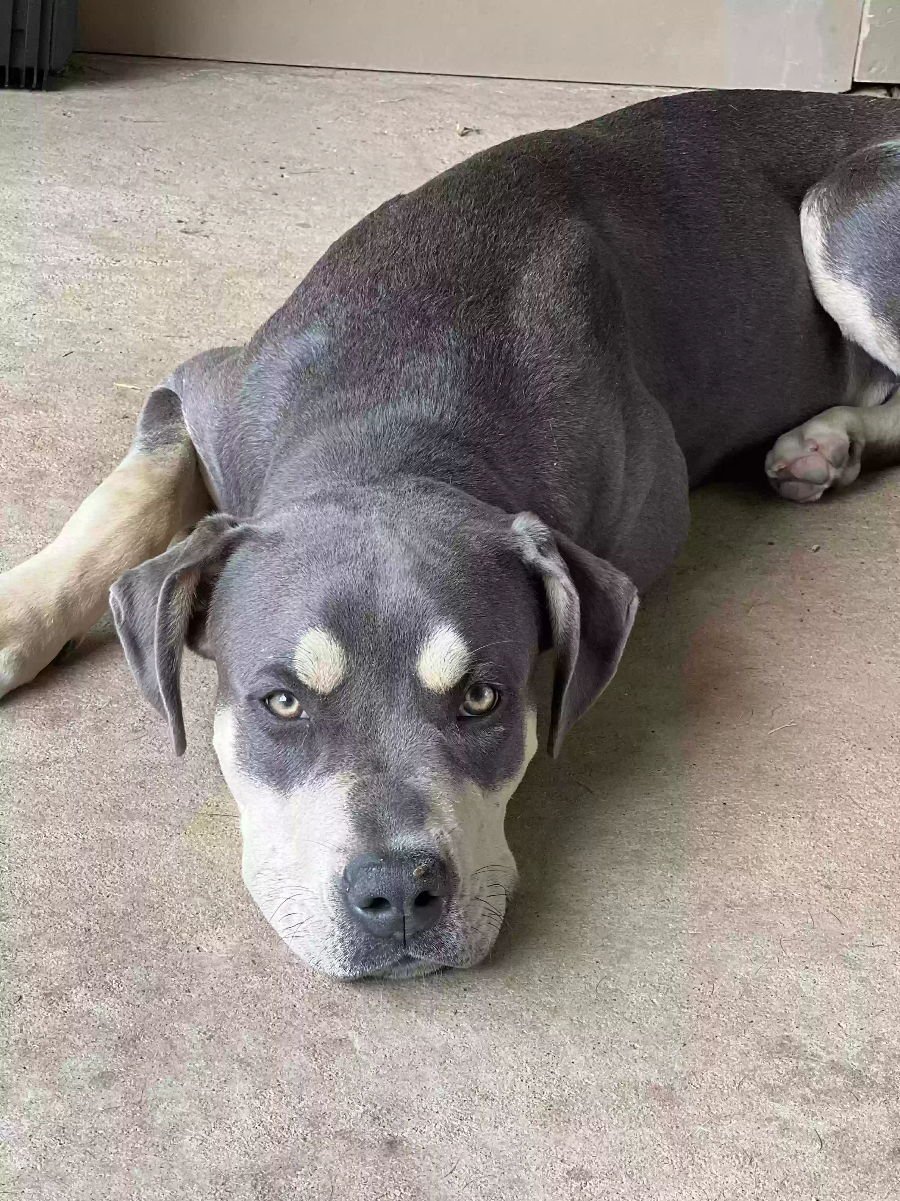 adoptable Dog in Justin,TX named Jax