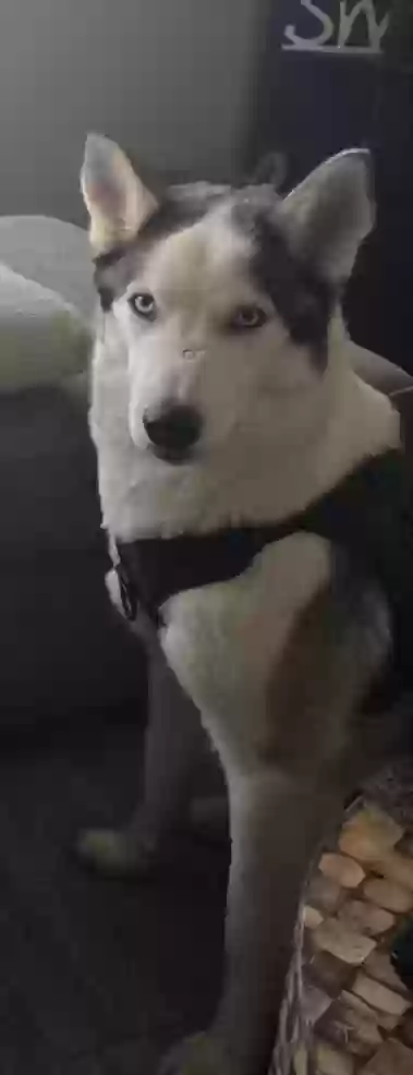 adoptable Dog in Indianapolis,IN named Hunter