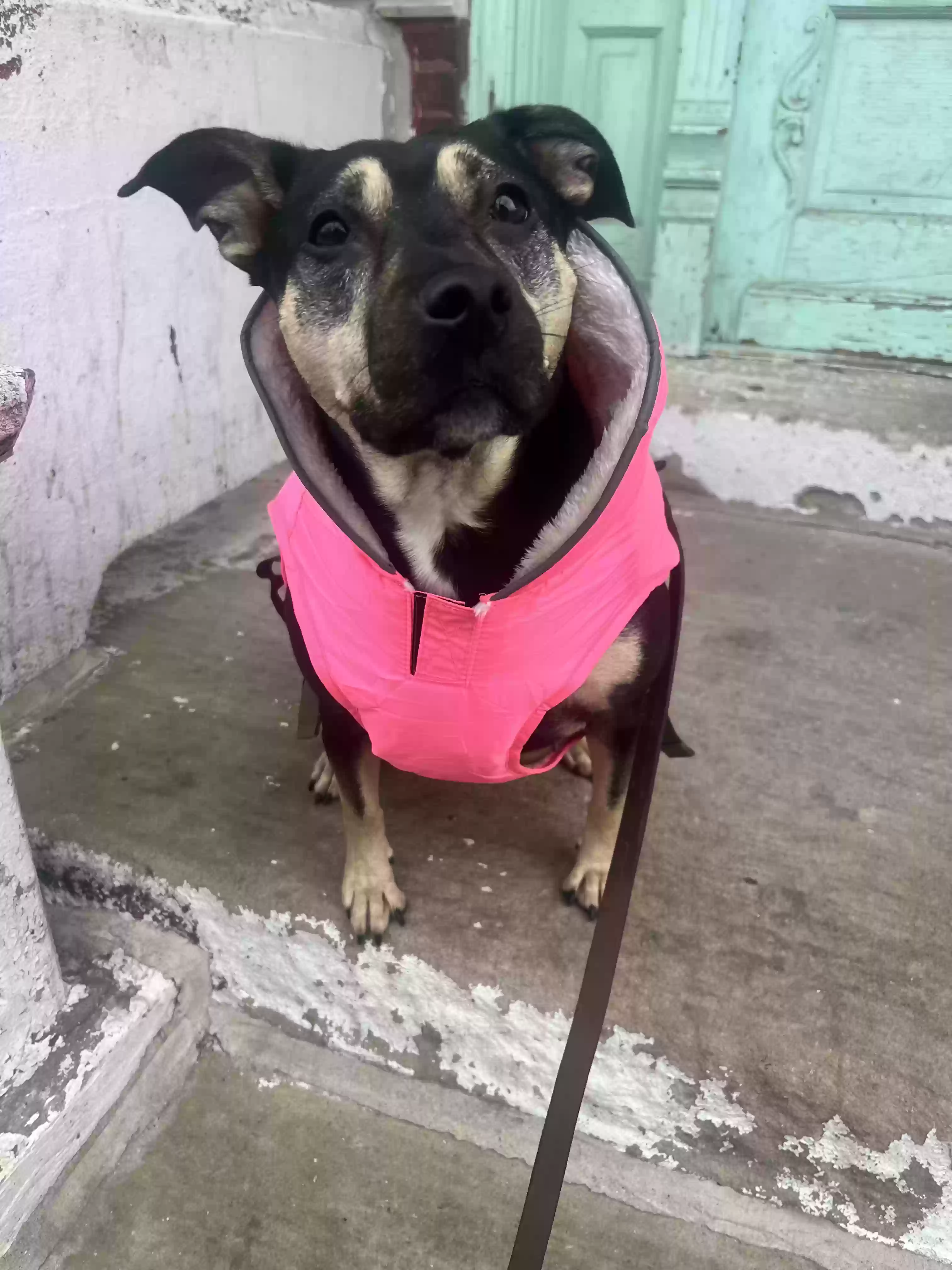 adoptable Dog in Chicago,IL named Artie