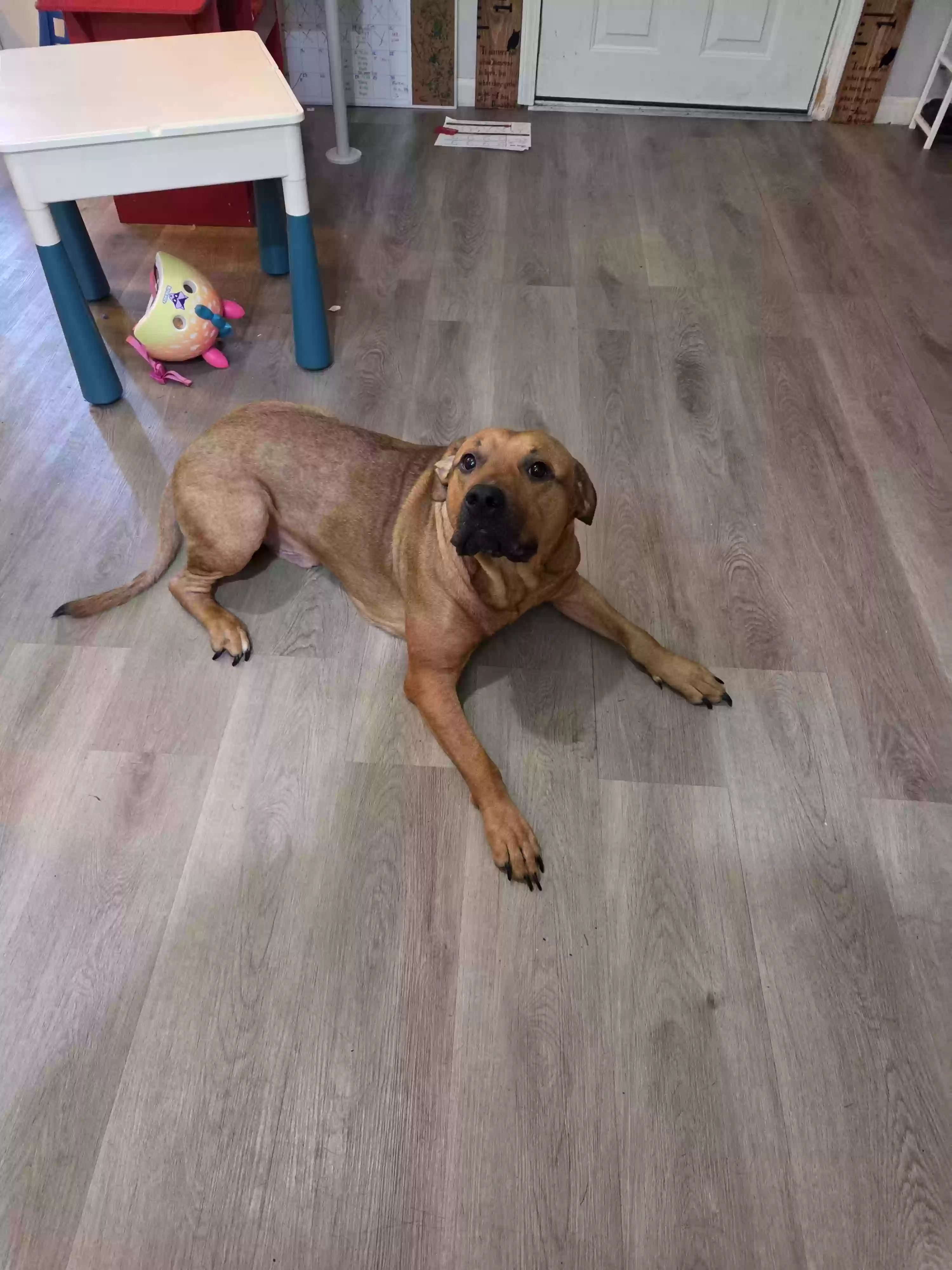 adoptable Dog in Greenwood,IN named Kovu