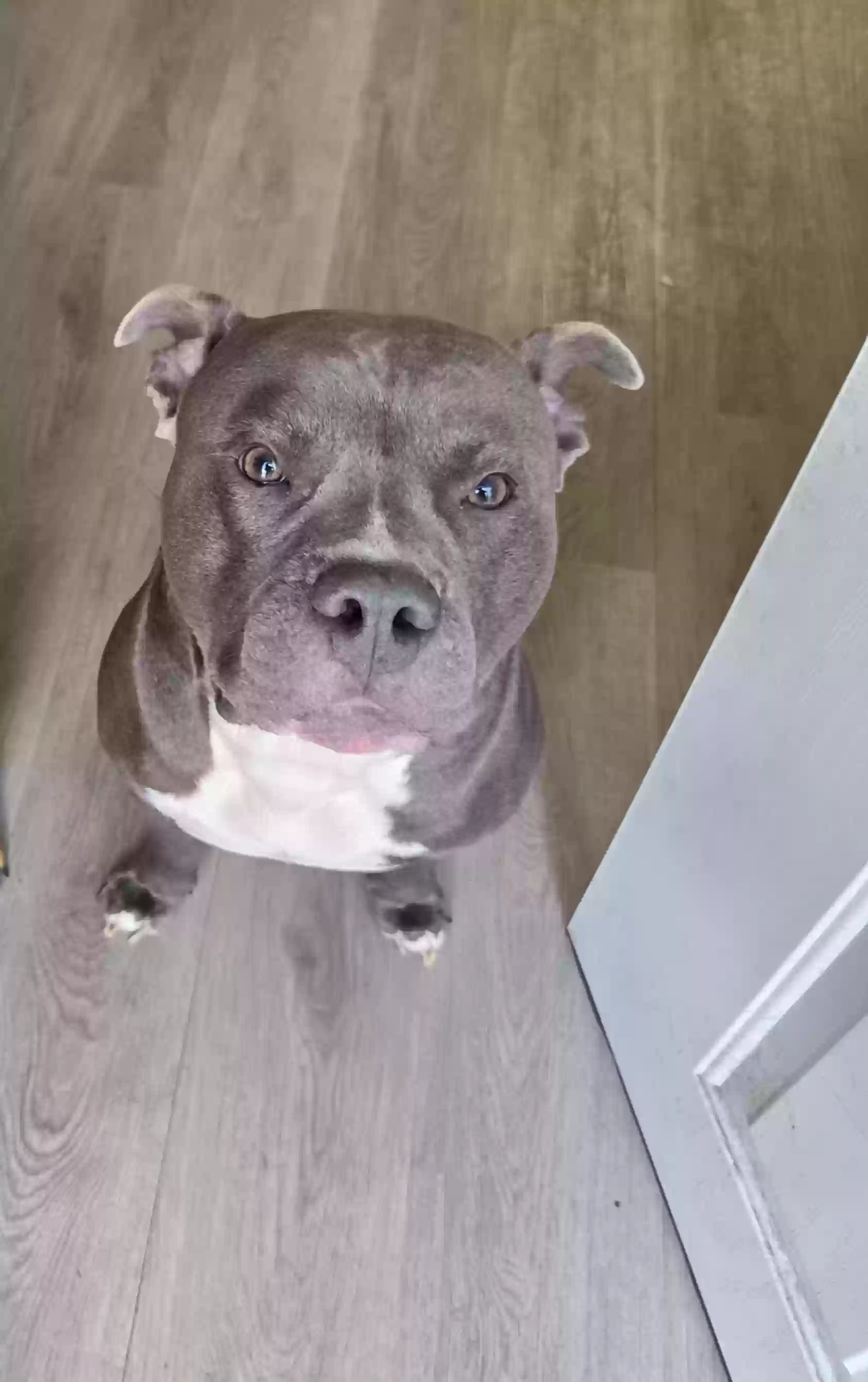 adoptable Dog in Greenwood,IN named Tucker