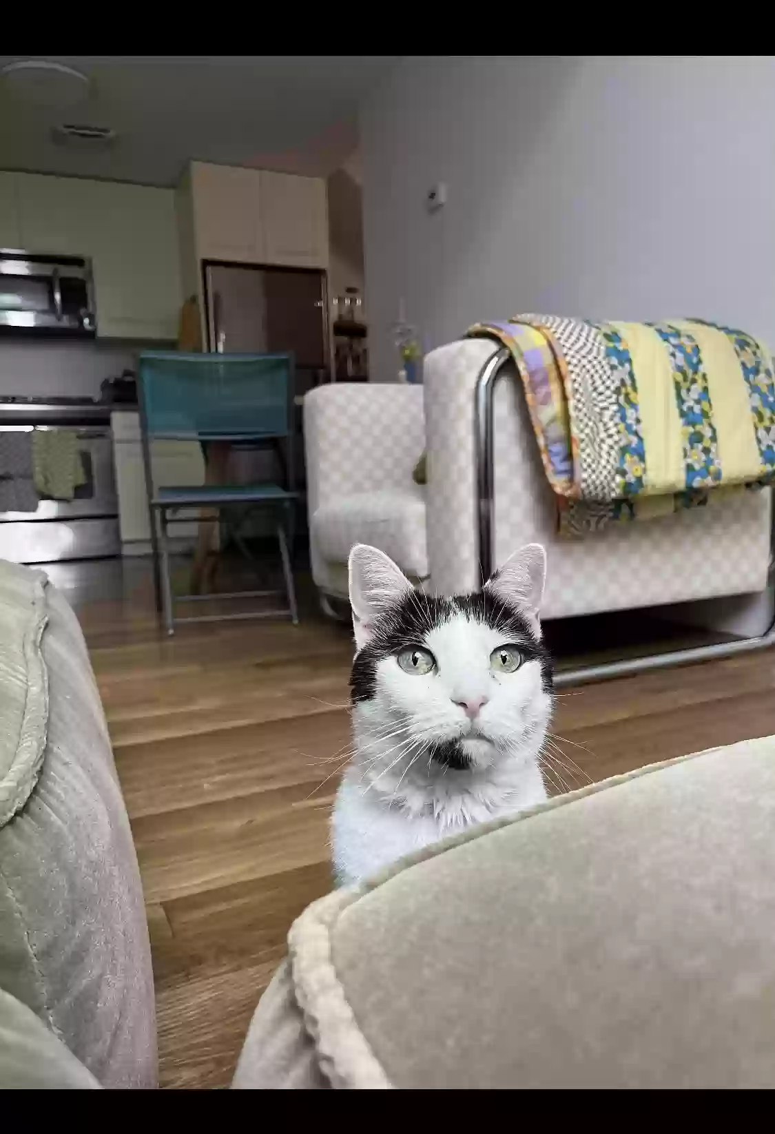 adoptable Cat in Woodside,NY named Chauncey